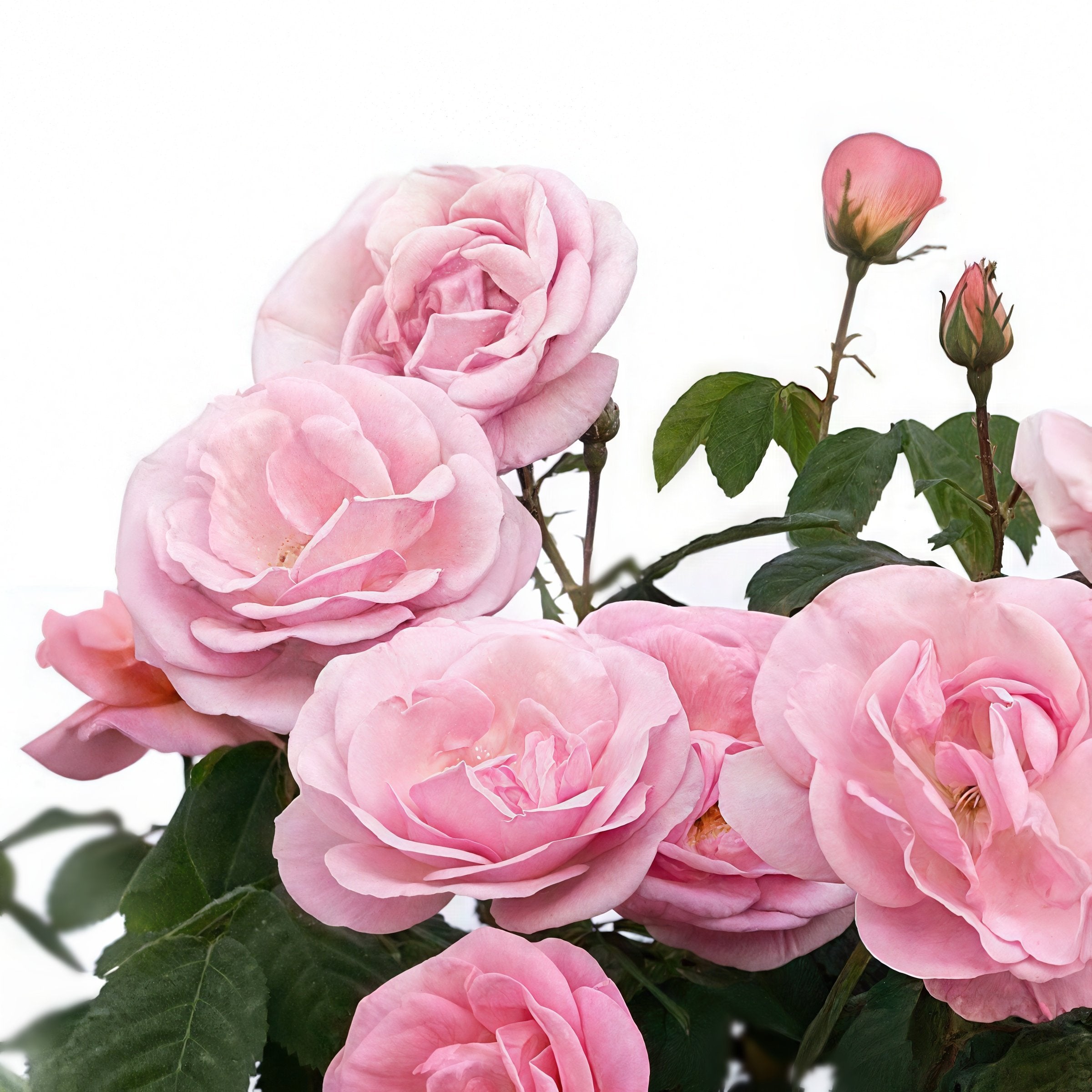 Rosa, Peachy Knock Out® Rose - 1 Gallon Pot (PICK UP SALE)