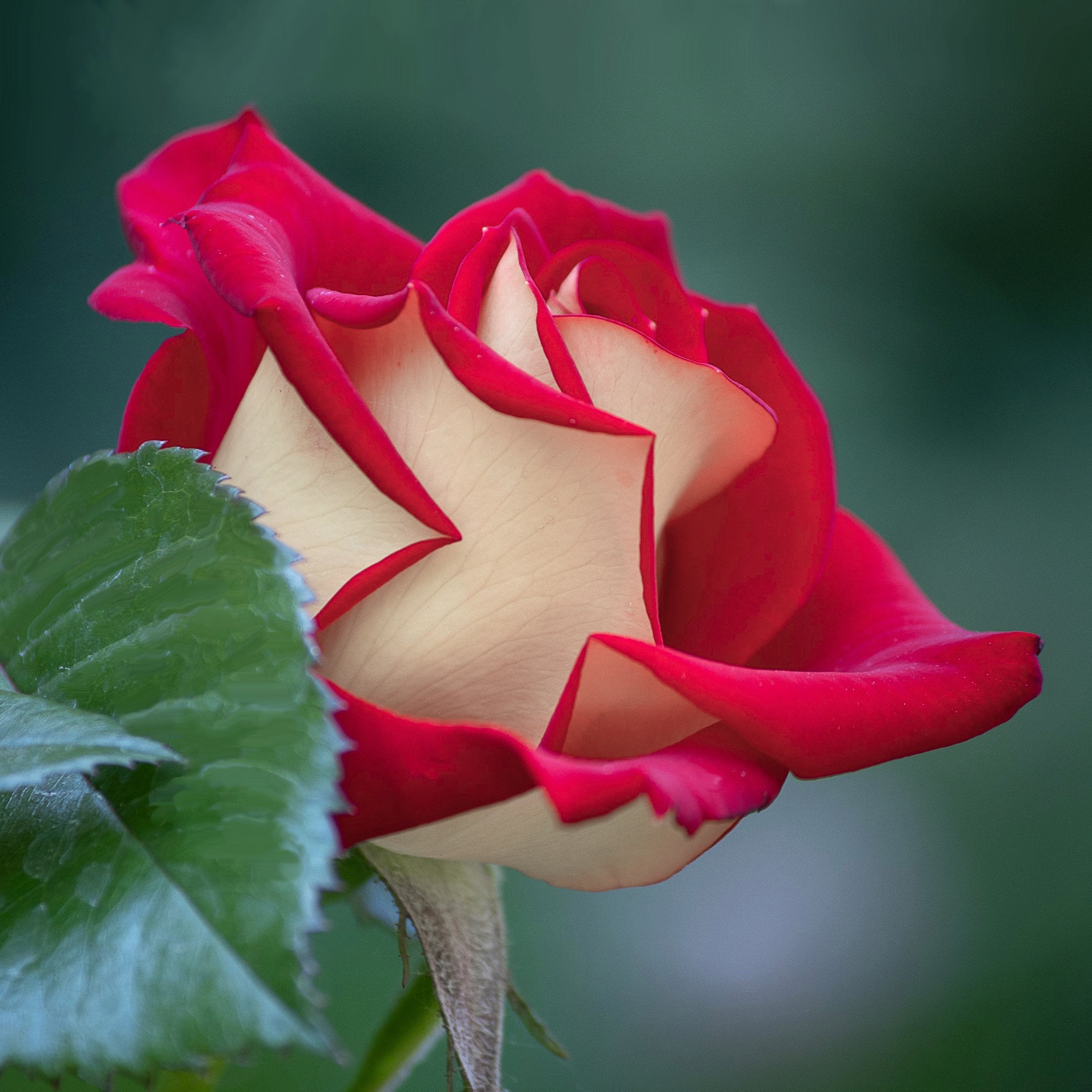 Love Rose - Bare Root