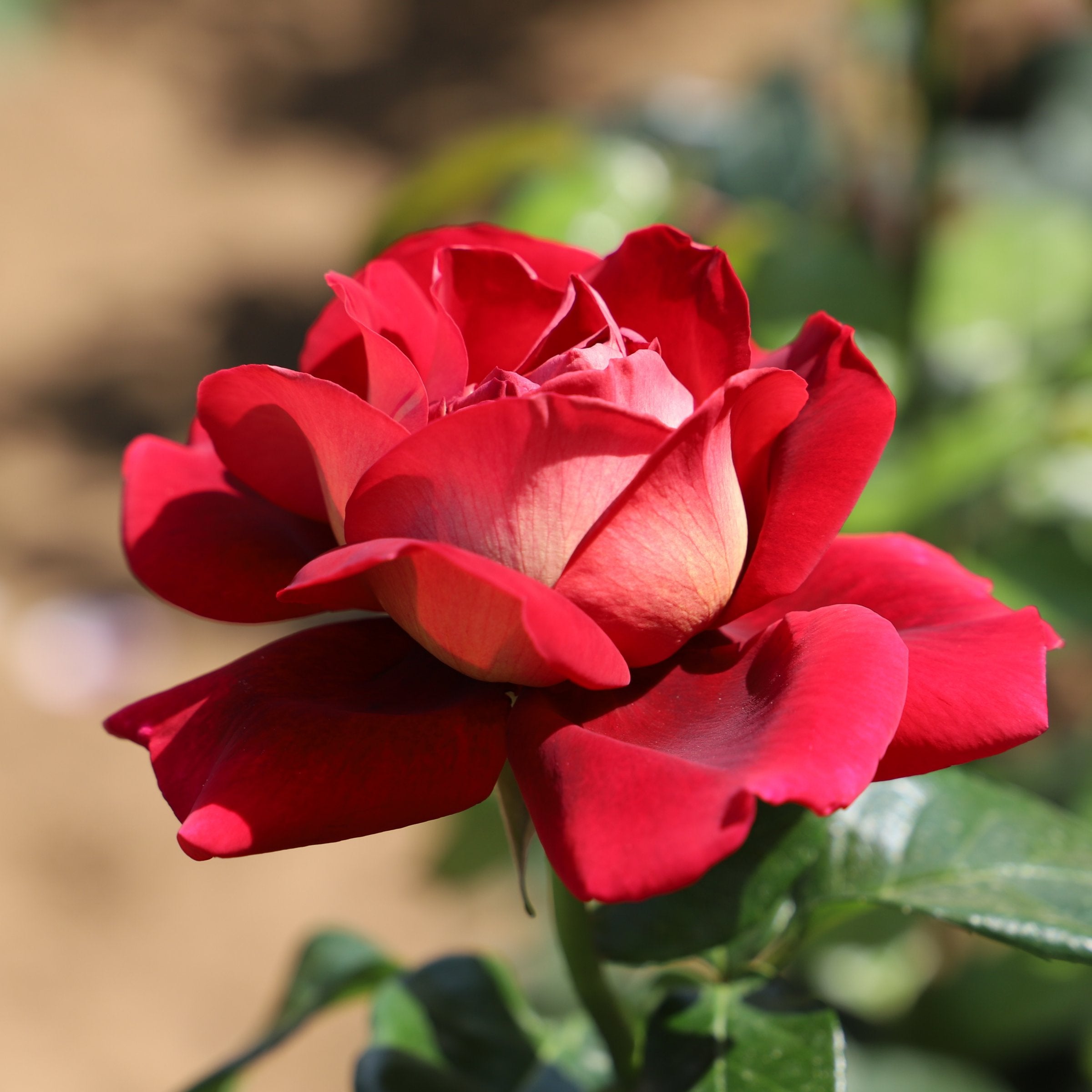 Love Rose - Bare Root