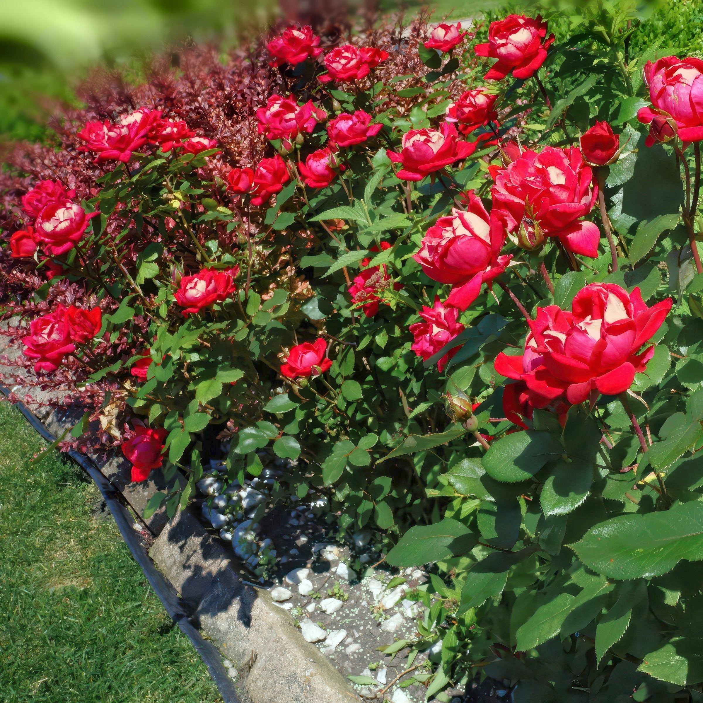 Love Rose - Bare Root