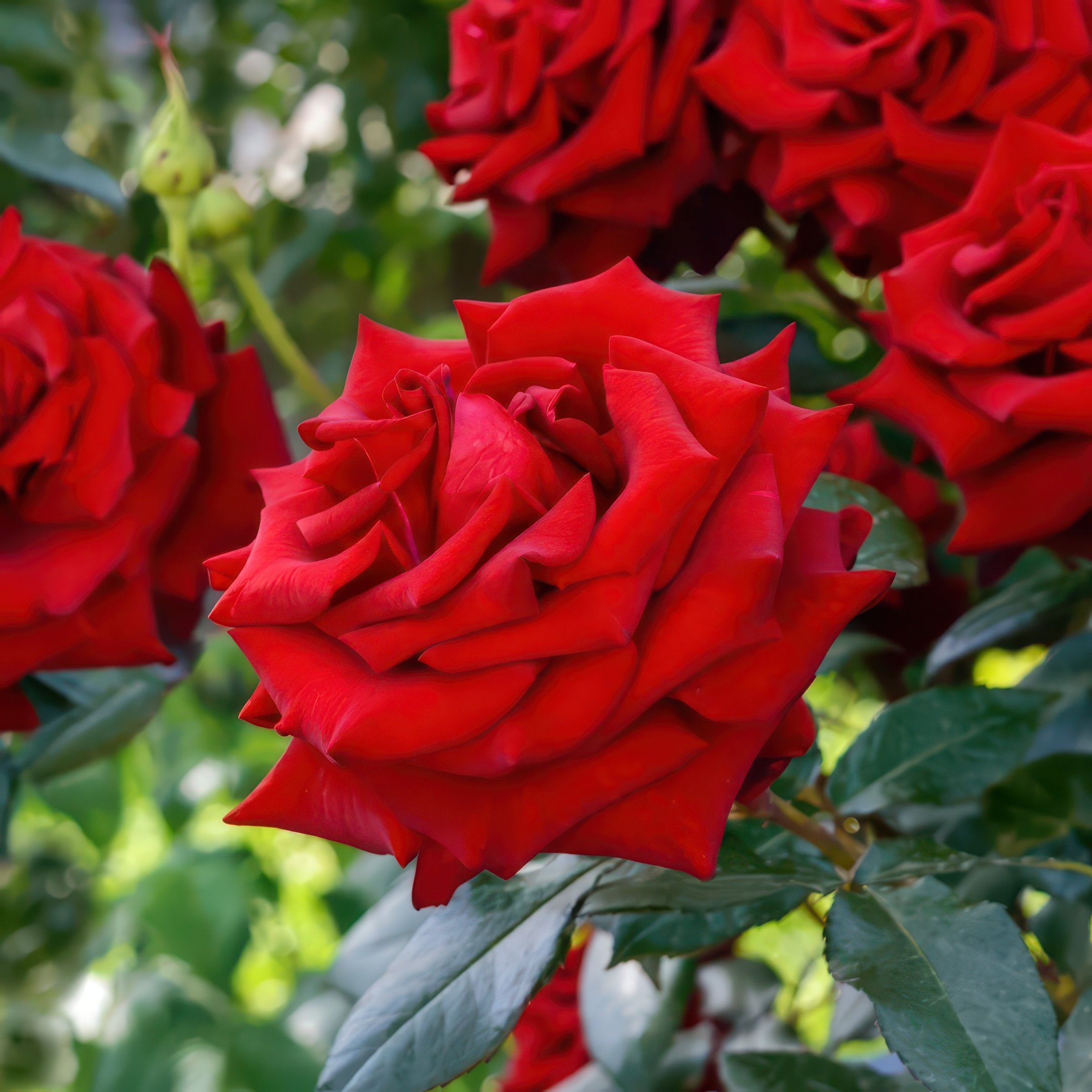 Mr. Lincoln Rose - Bare Root