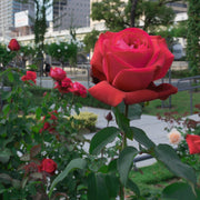Mr. Lincoln Rose - Bare Root