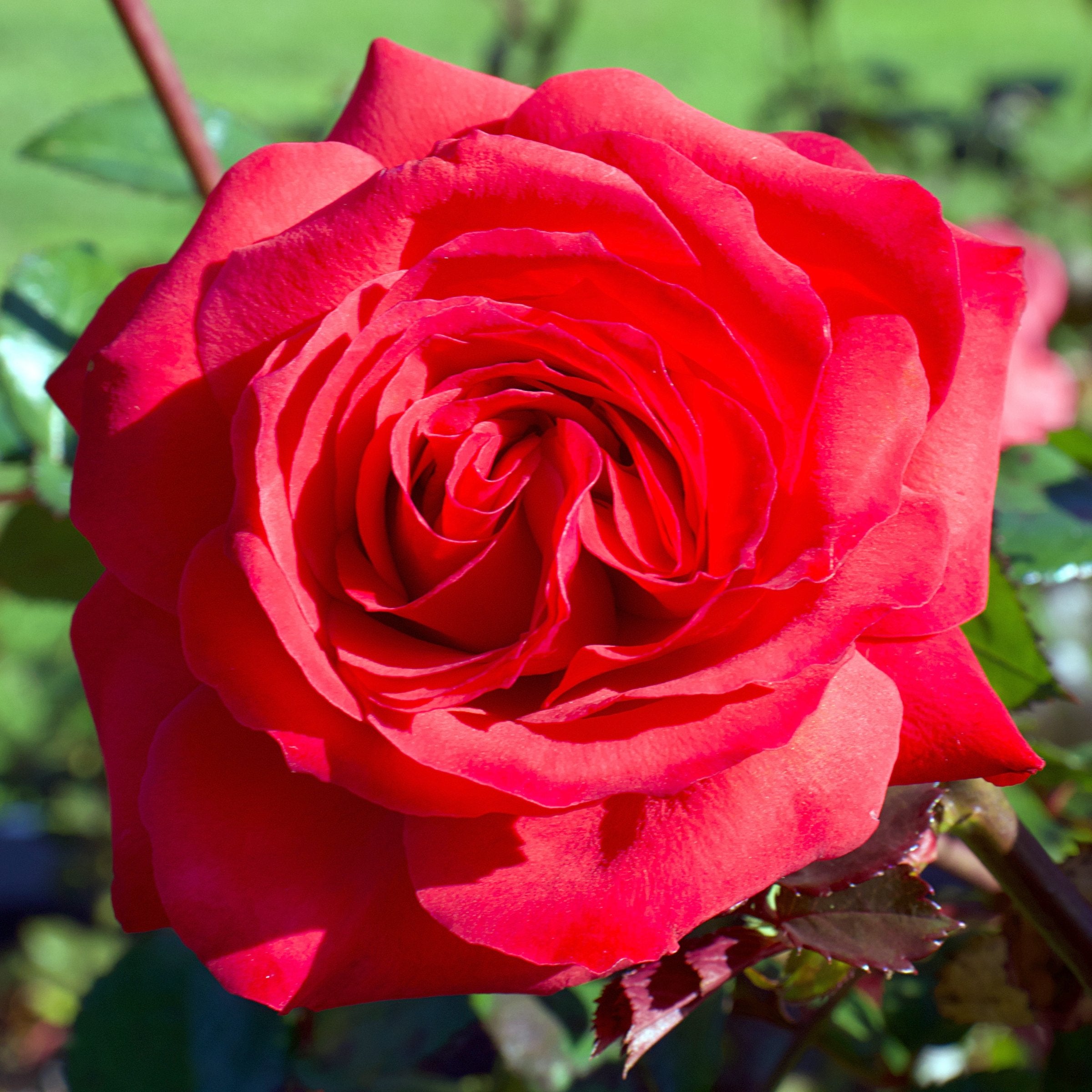 Mr. Lincoln Rose - Bare Root