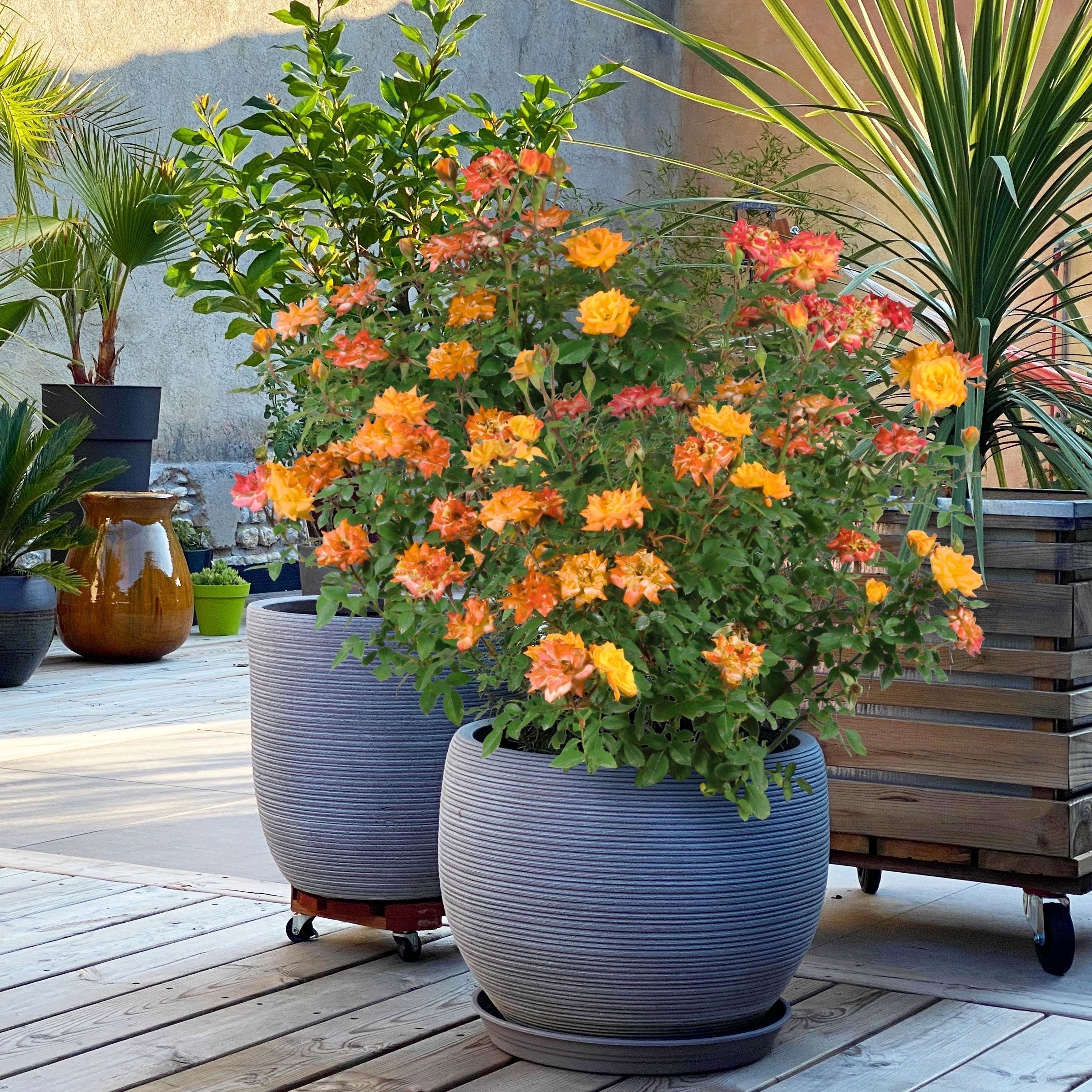 potted plant with orange flowers Rose Orange Honey, 2.5" Pot – Cottage Farms