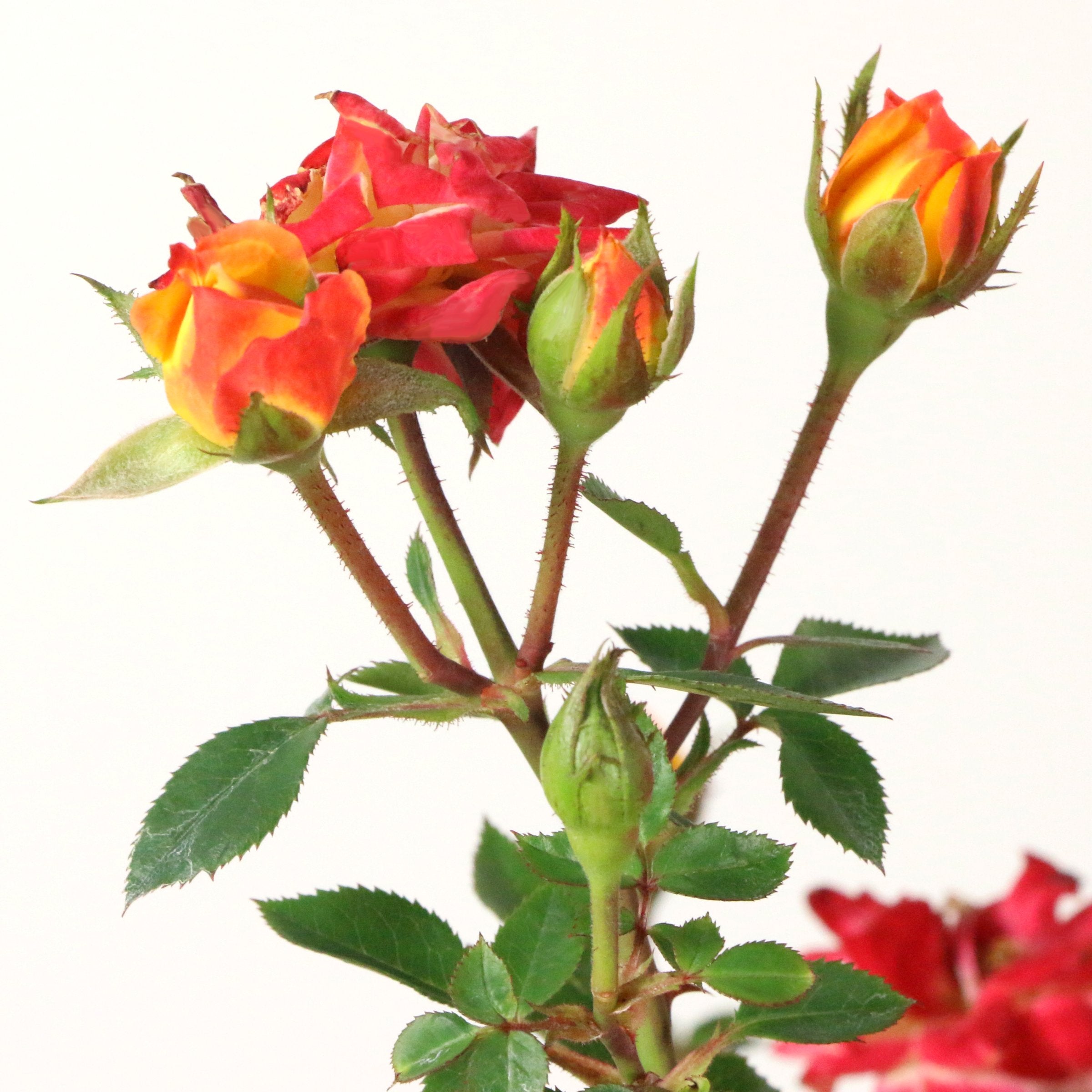 Rose Orange Honey, 2.5" Pot