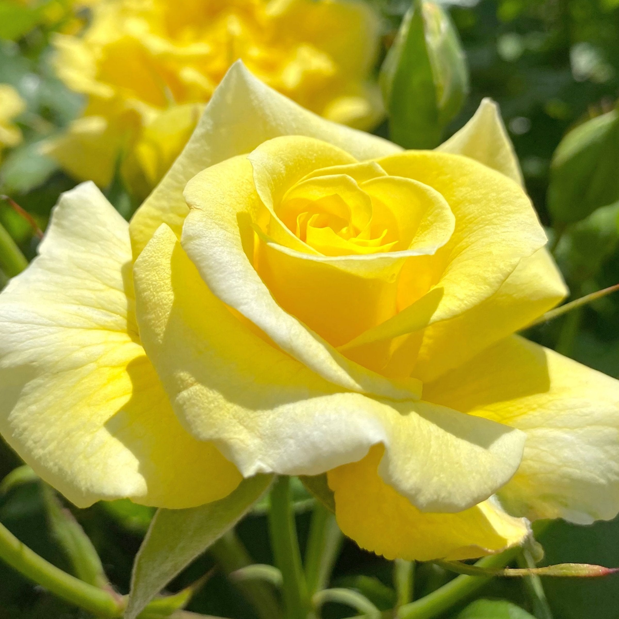 Oregold Rose - Bare Root