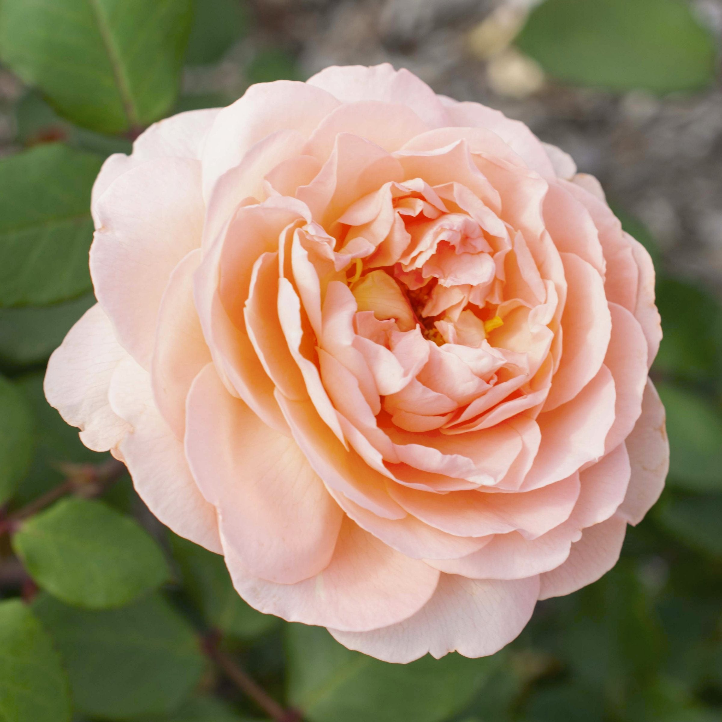 Bliss Parfuma Rose - Bare Root