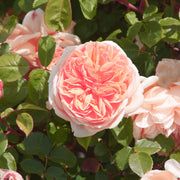 Bliss Parfuma Rose - Bare Root