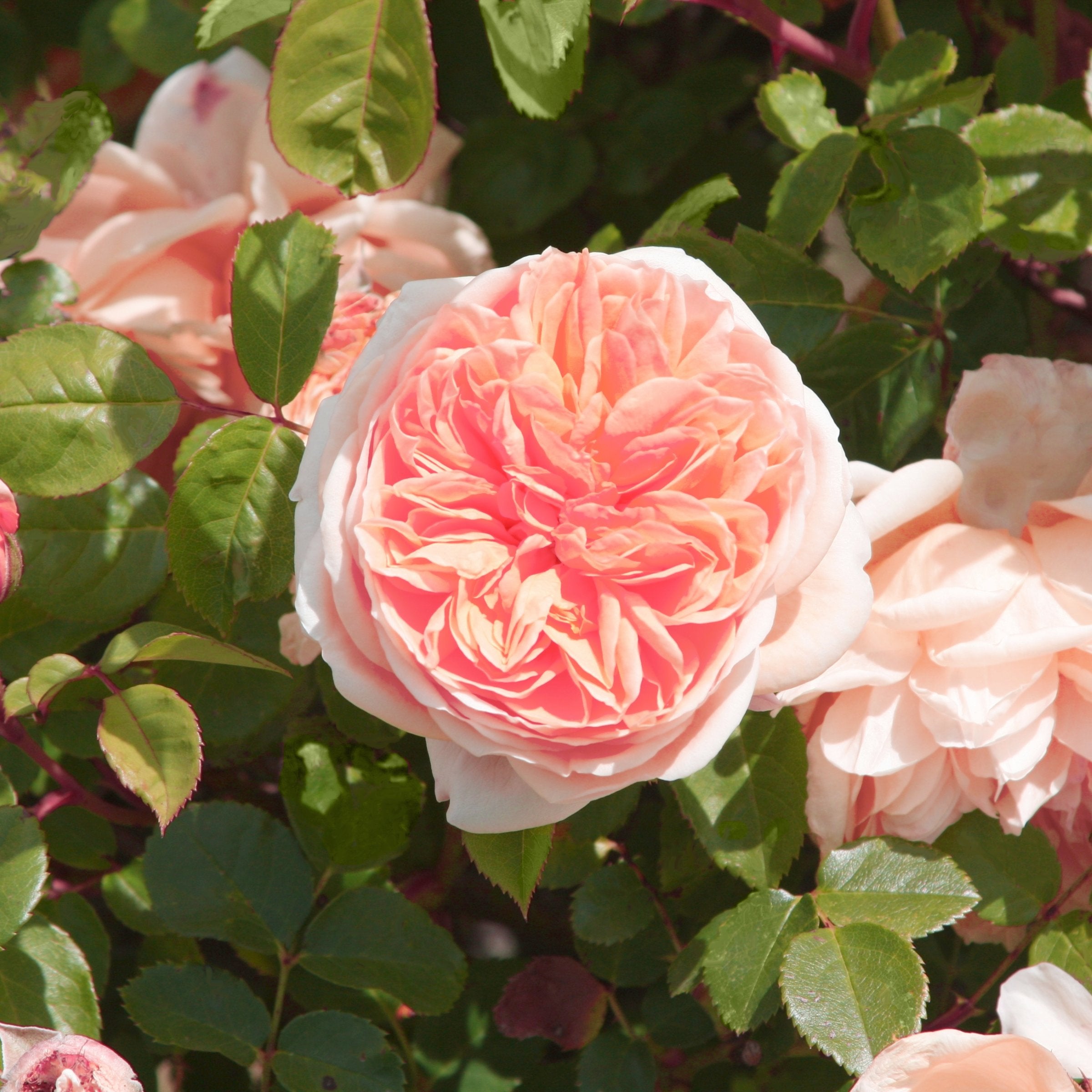 Bliss Parfuma Rose - Bare Root