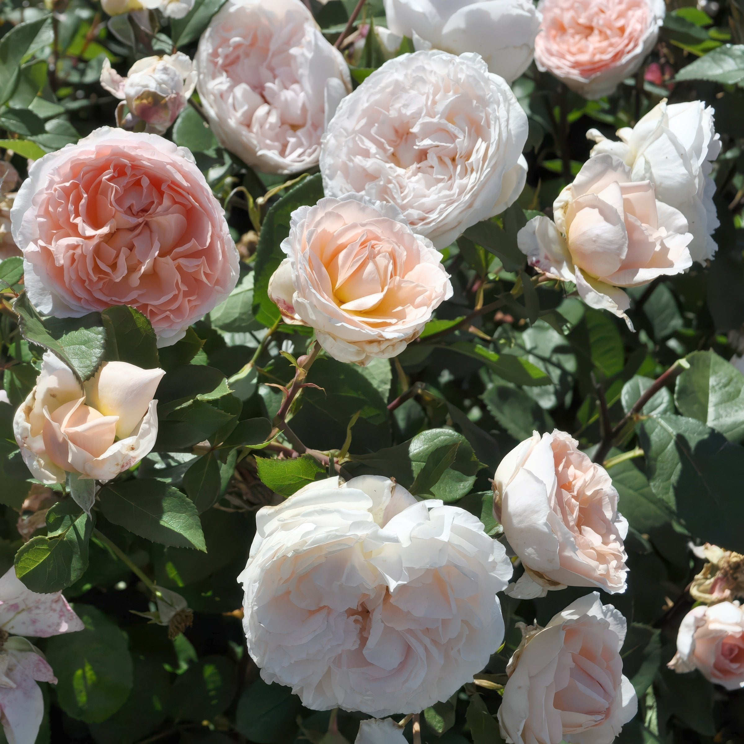 Bliss Parfuma Rose - Bare Root