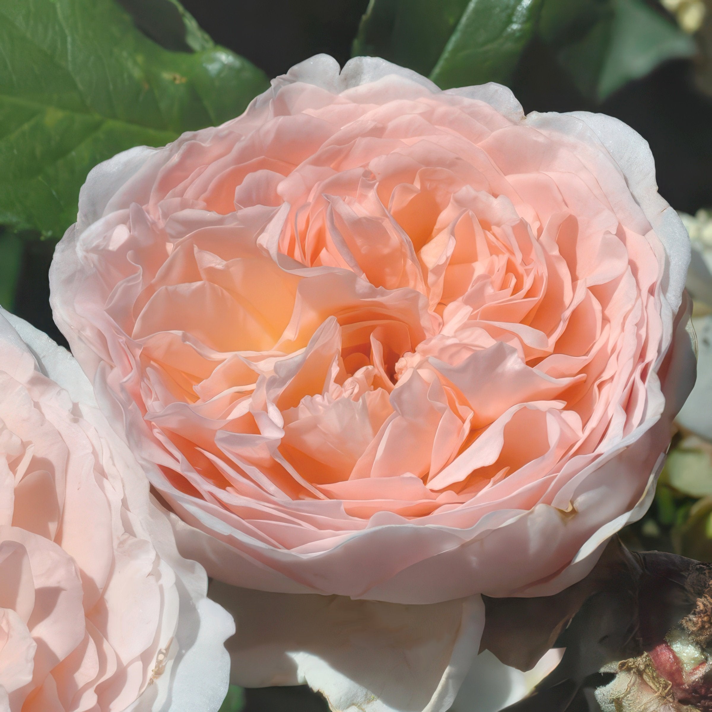 Bliss Parfuma Rose - Bare Root