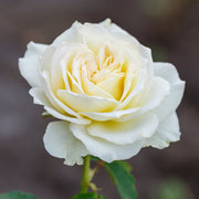 Pascali Rose - Bare Root