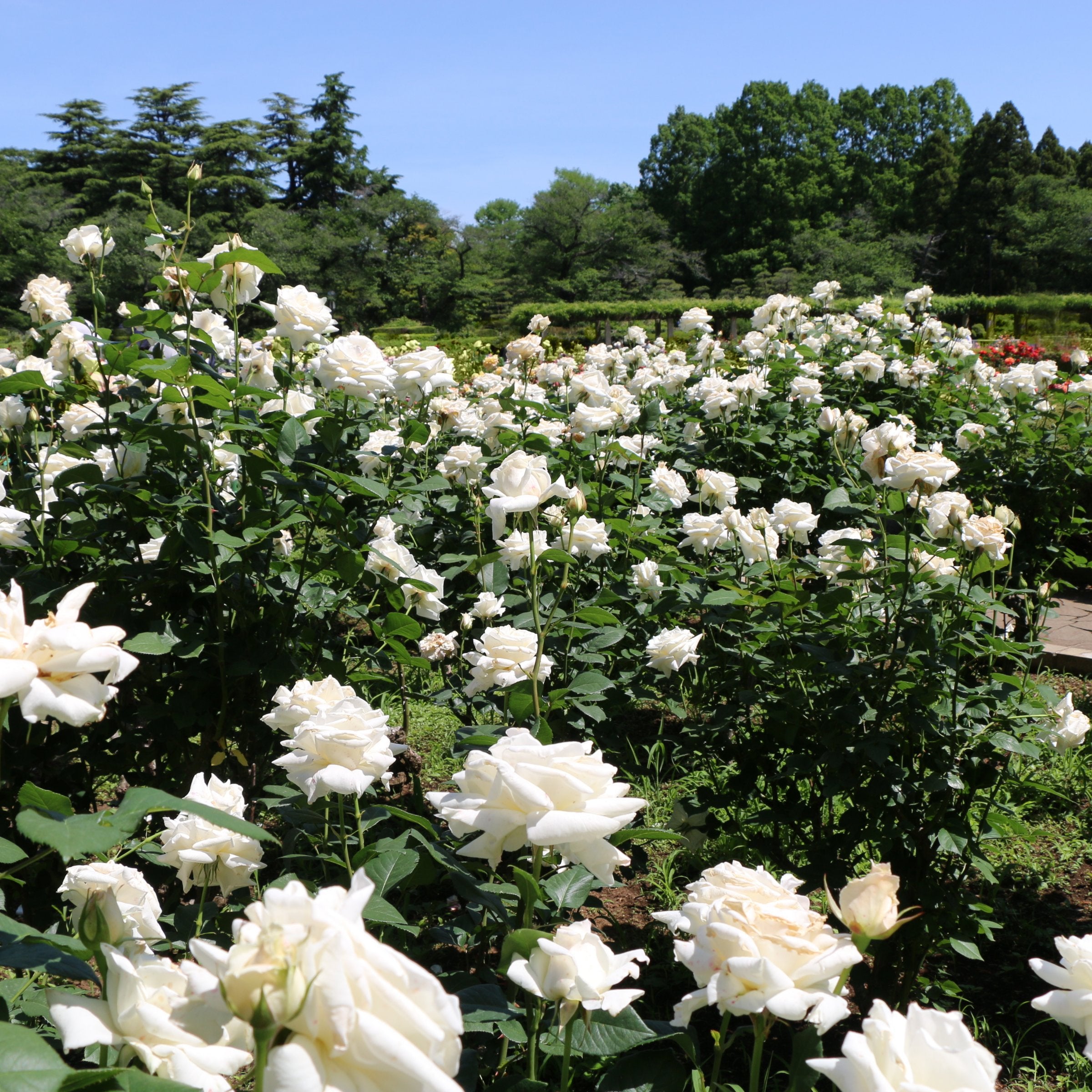 Pascali Rose - Bare Root