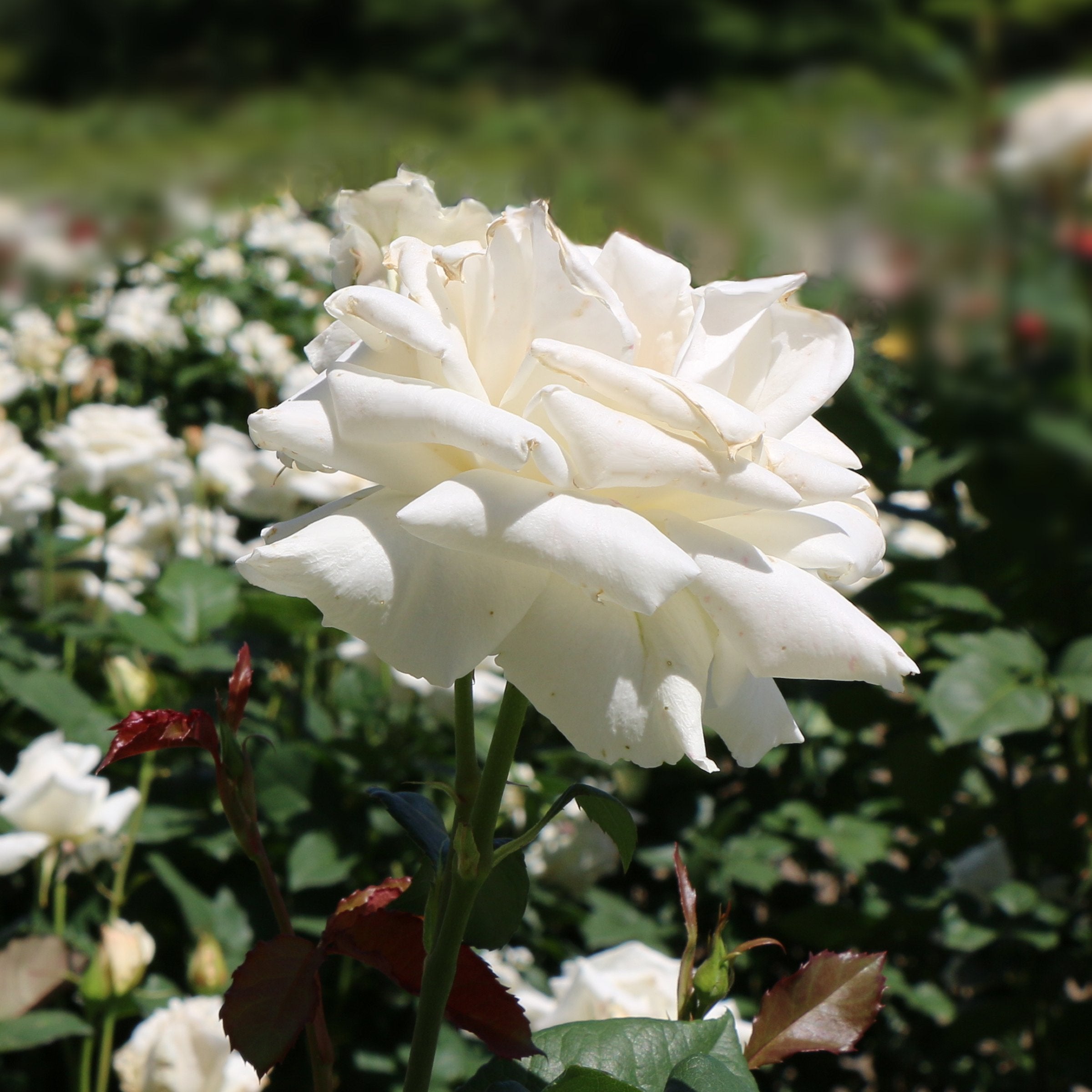 Pascali Rose - Bare Root