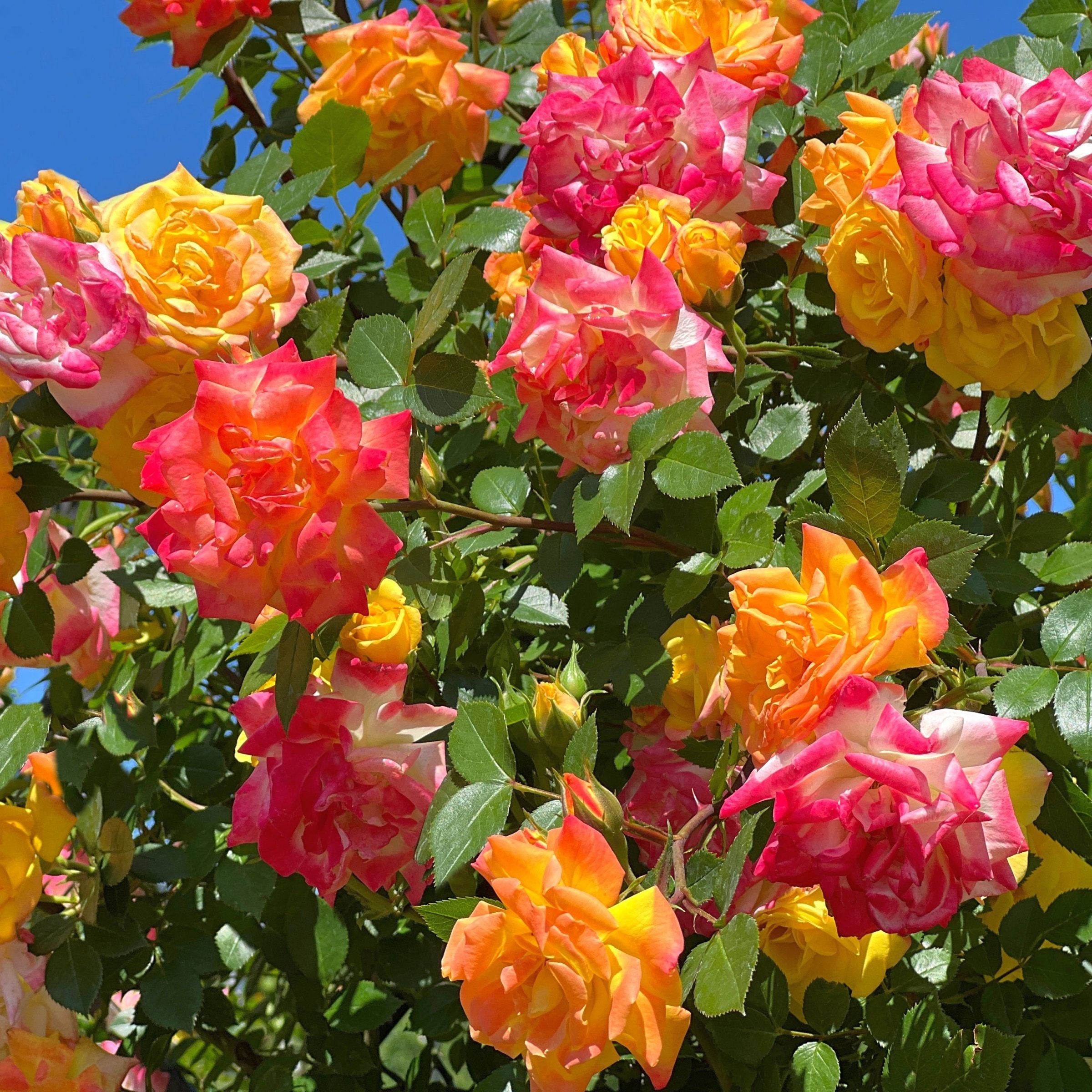 Pinata Climbing Rose- Bare Root