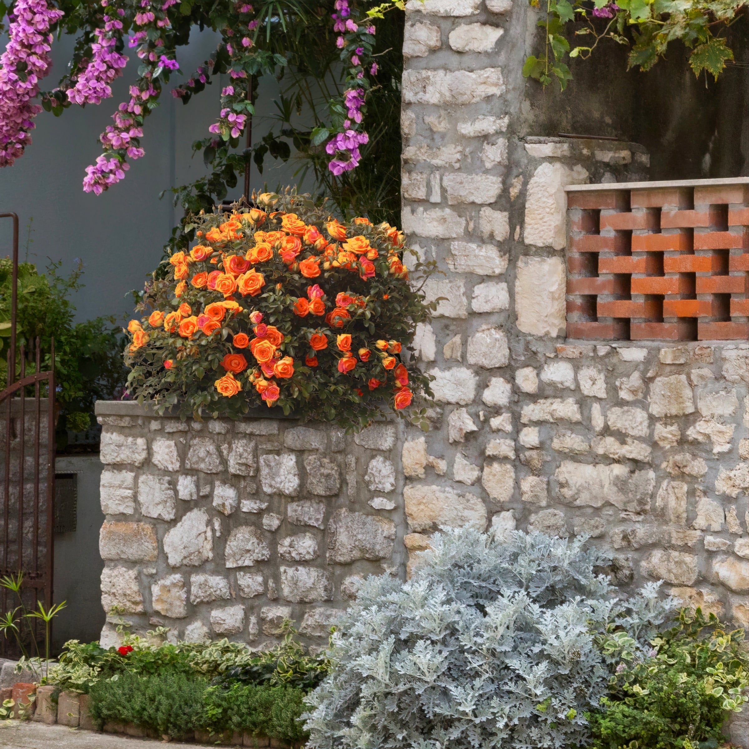 Rio Samba Rose - Bare Root