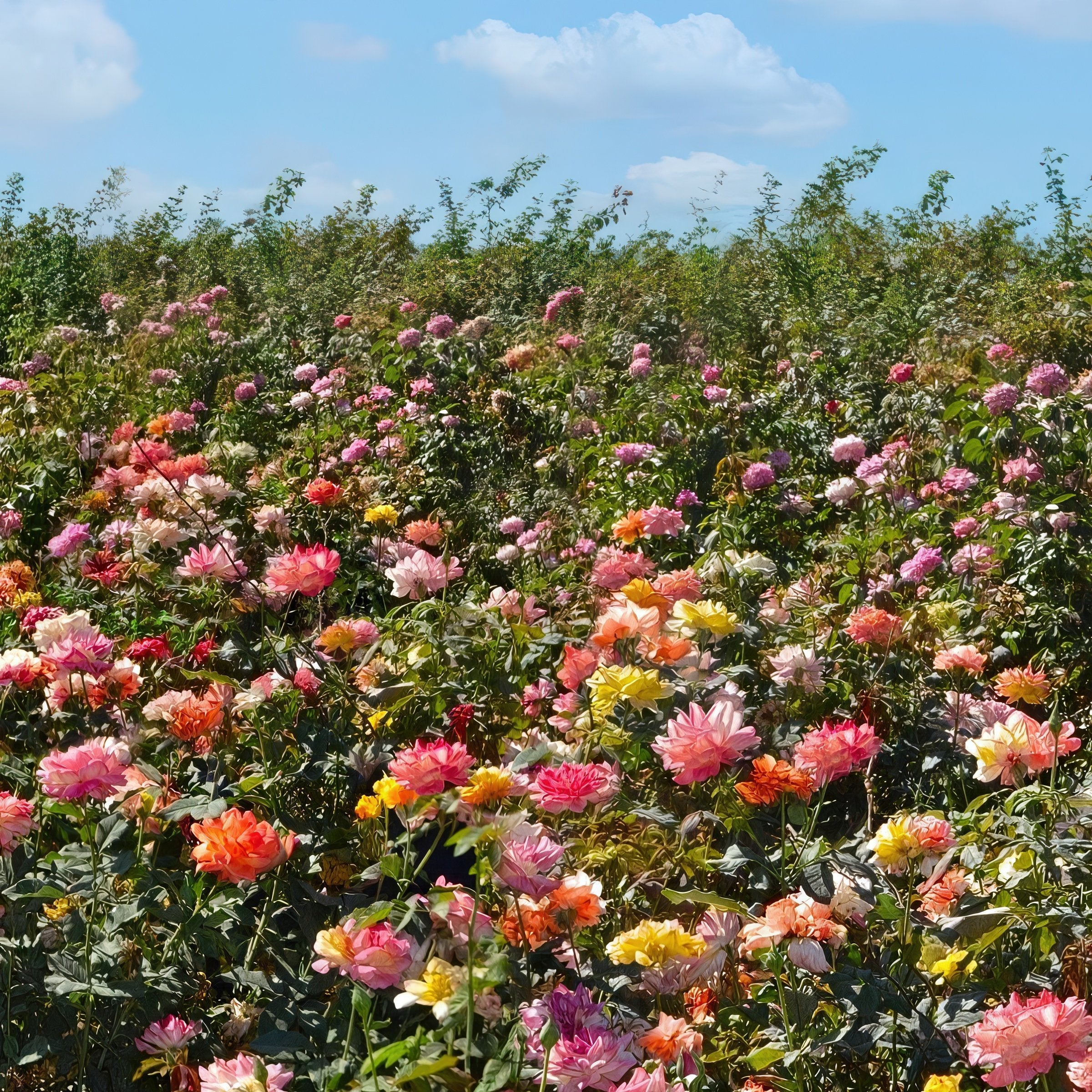 Rio Samba Rose - Bare Root