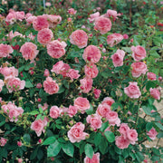 Ball Gown™ Romantica® Rose - Bare Root