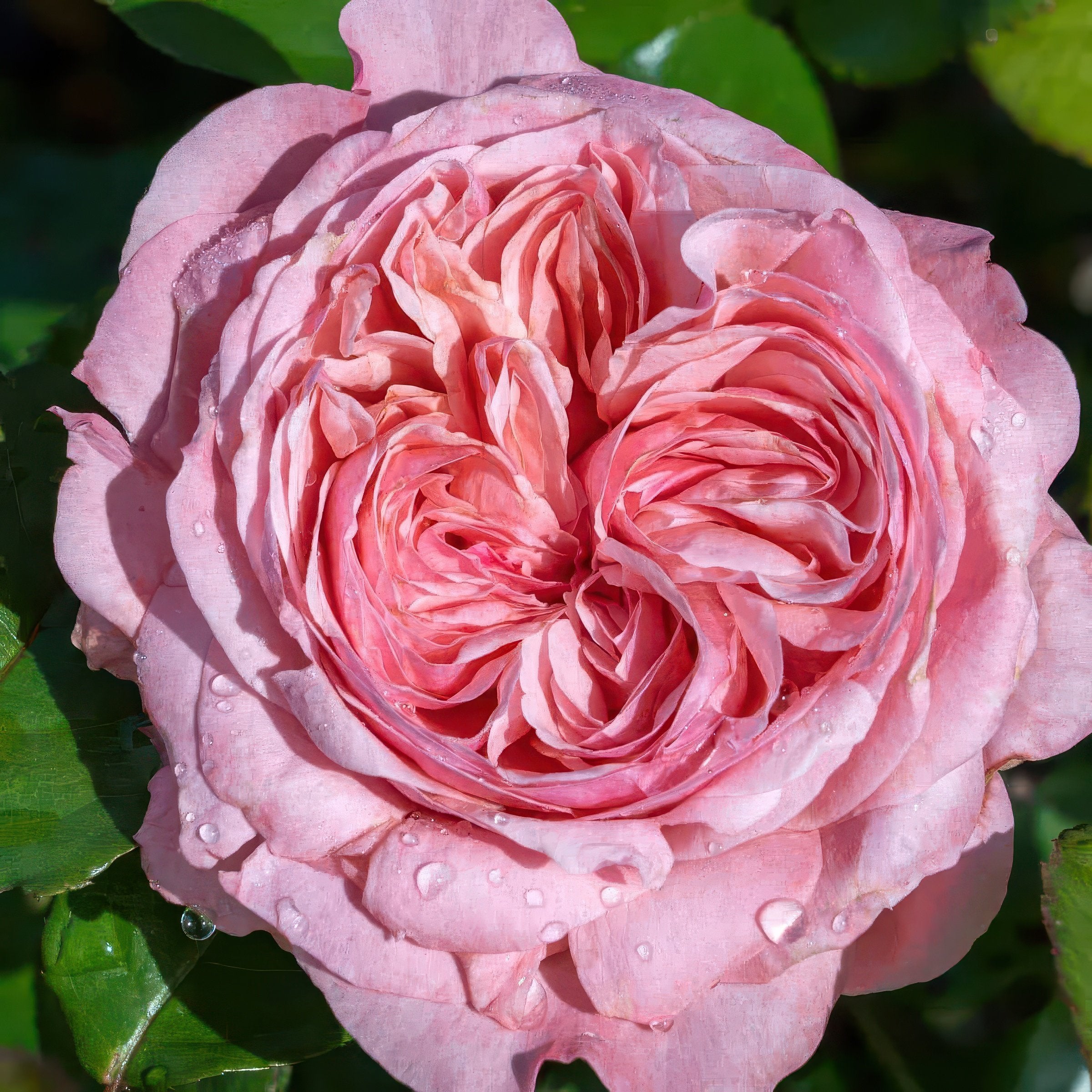 Ball Gown™ Romantica® Rose - Bare Root