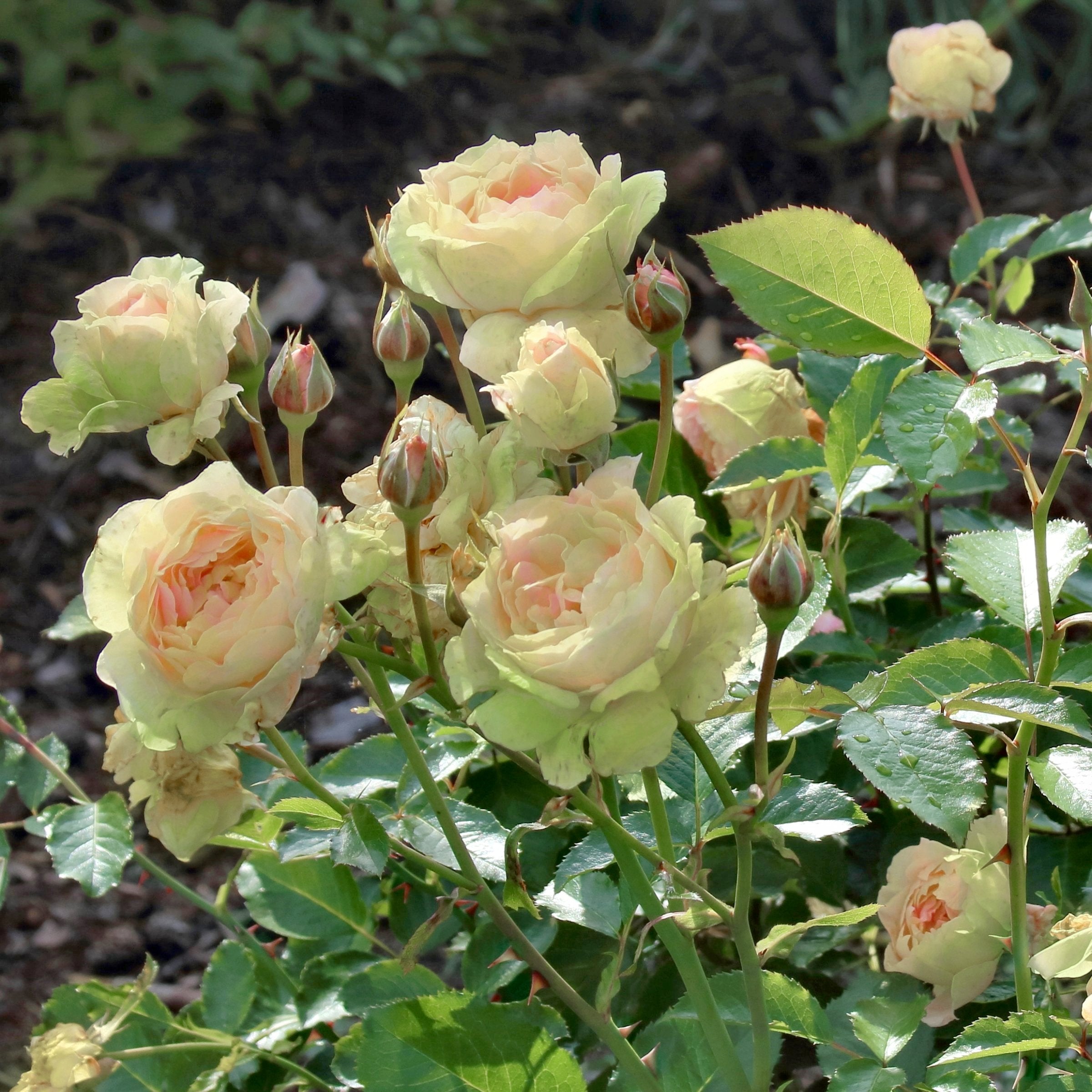 Mint Julep - Bare Root