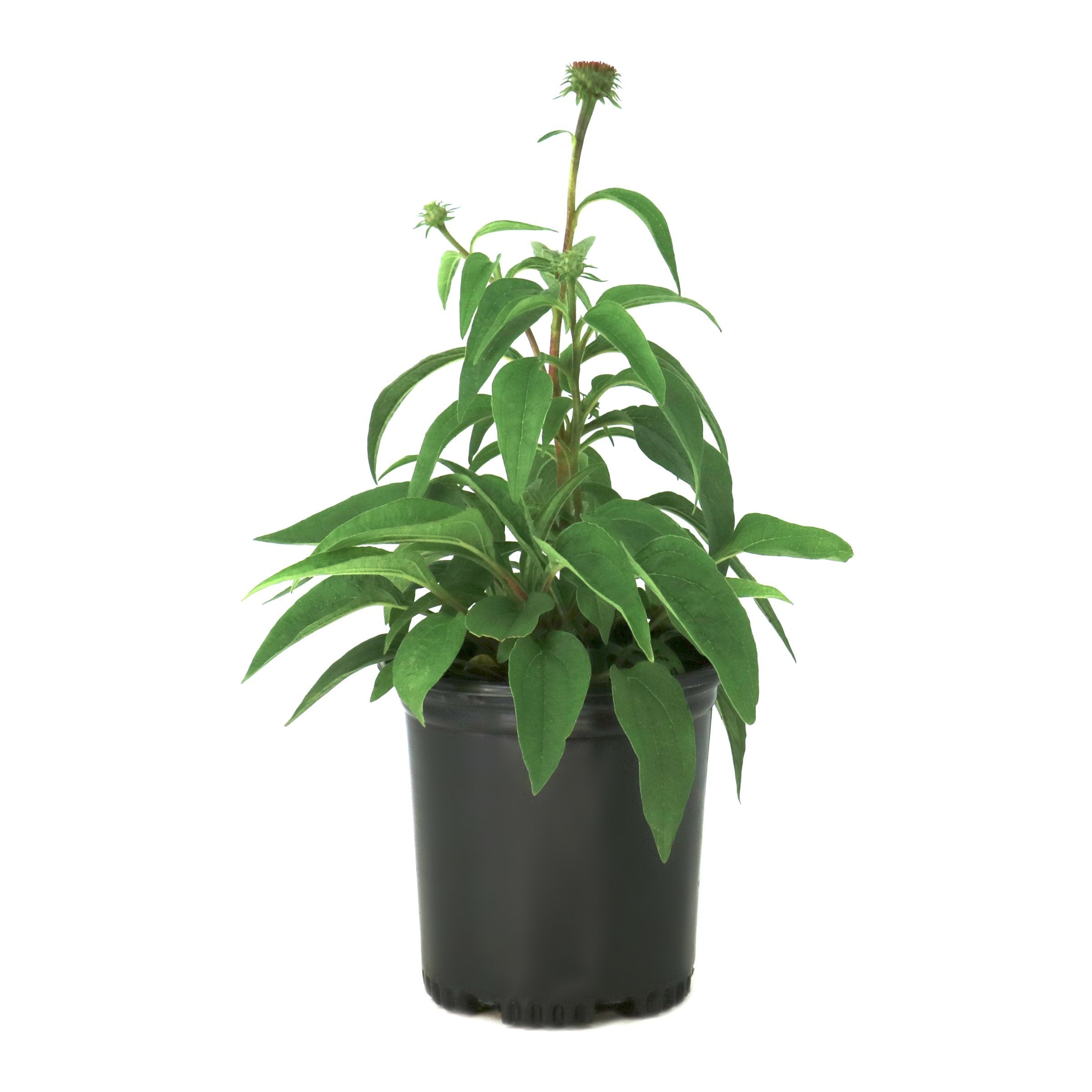 Echinacea 'Ruby Star' Coneflower - 1 Gallon Pot