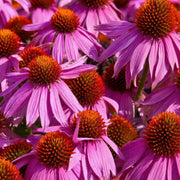 Echinacea 'Ruby Star' Coneflower - 1 Gallon Pot