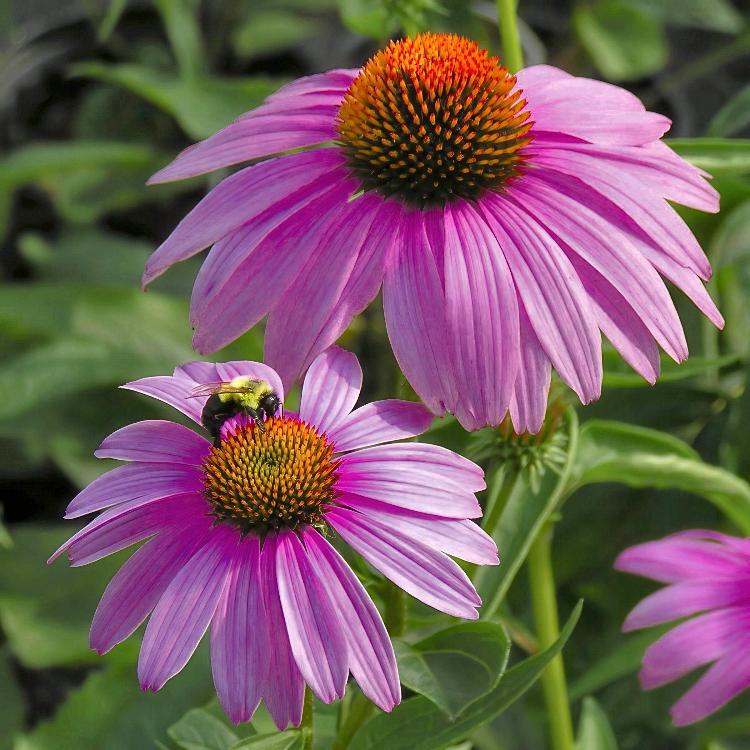 Echinacea 'Ruby Star' Coneflower - 1 Gallon Pot