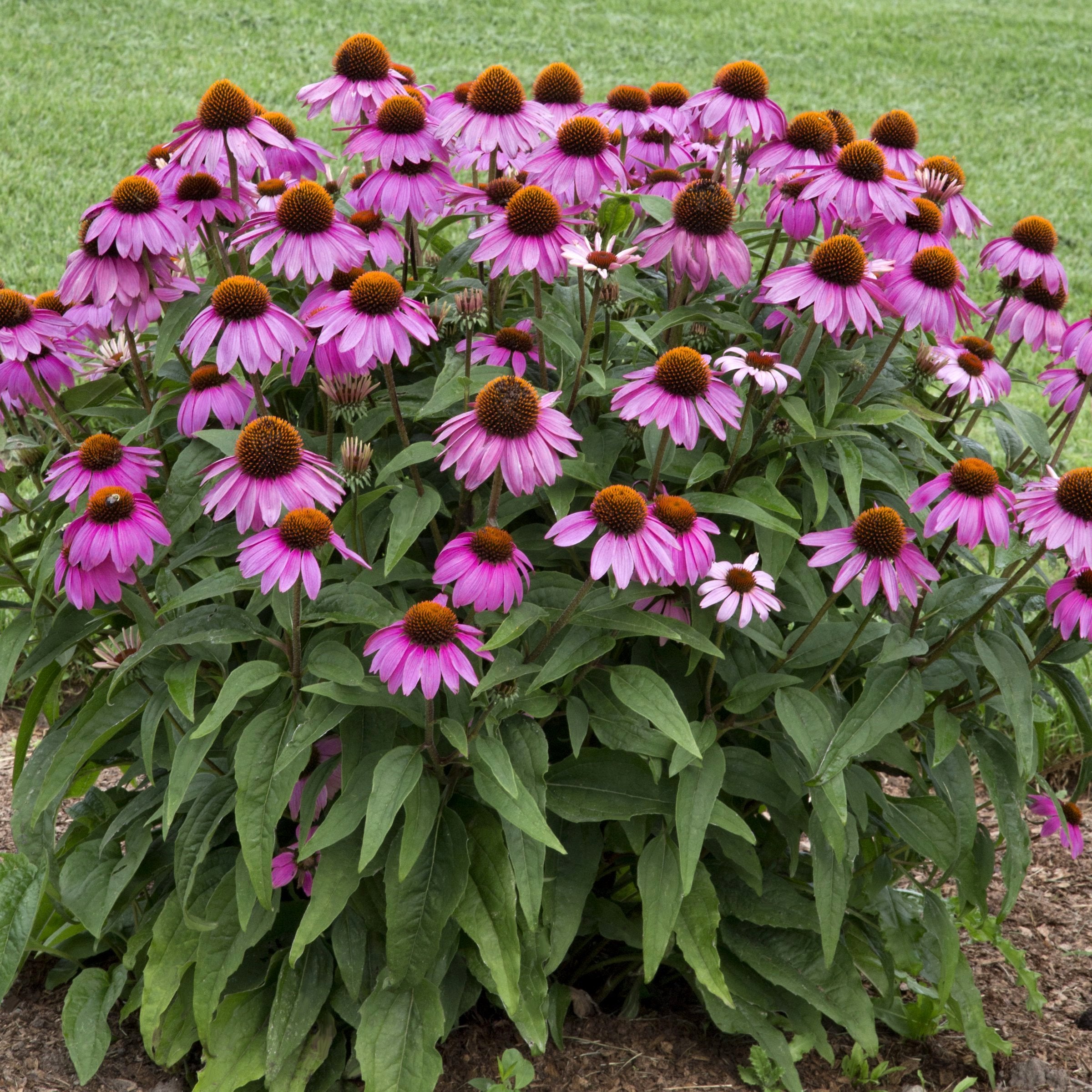 Echinacea 'Ruby Star' Coneflower - 1 Gallon Pot