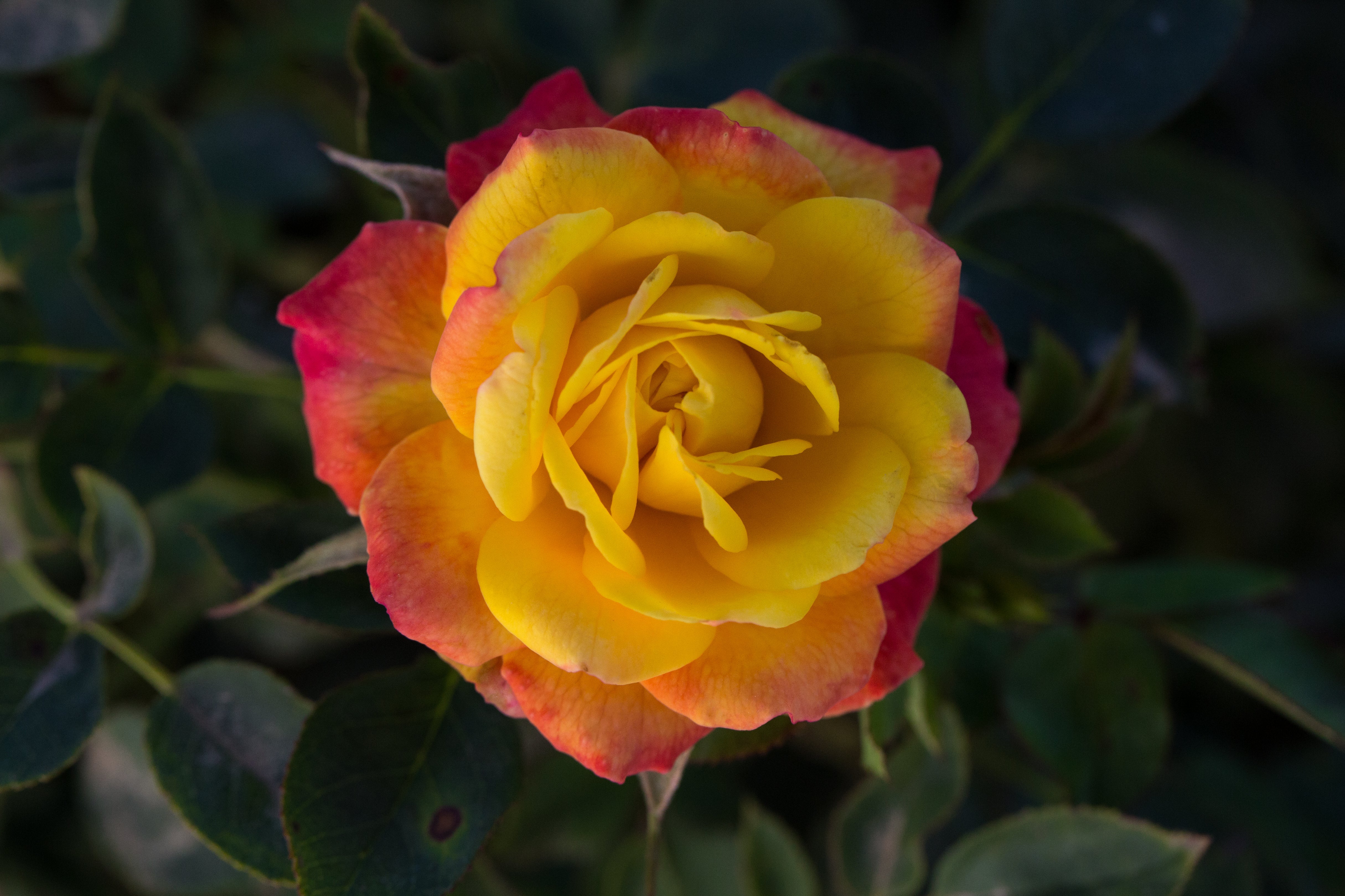Rosa, Rainbow Surprise Sunblaze® Mini Rose - 3.25" Pot