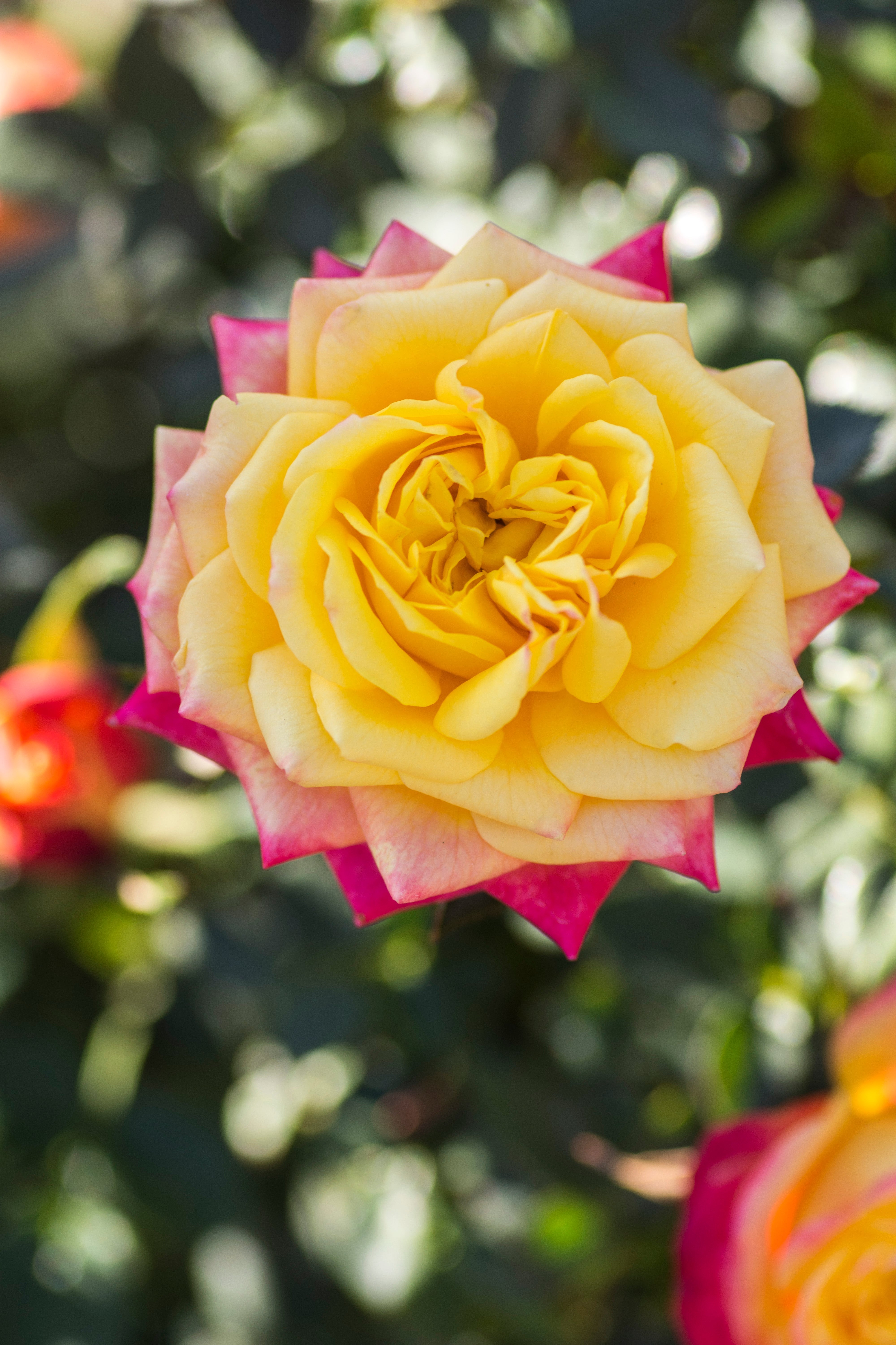 Rosa, Rainbow Surprise Sunblaze® Mini Rose - 3.25" Pot