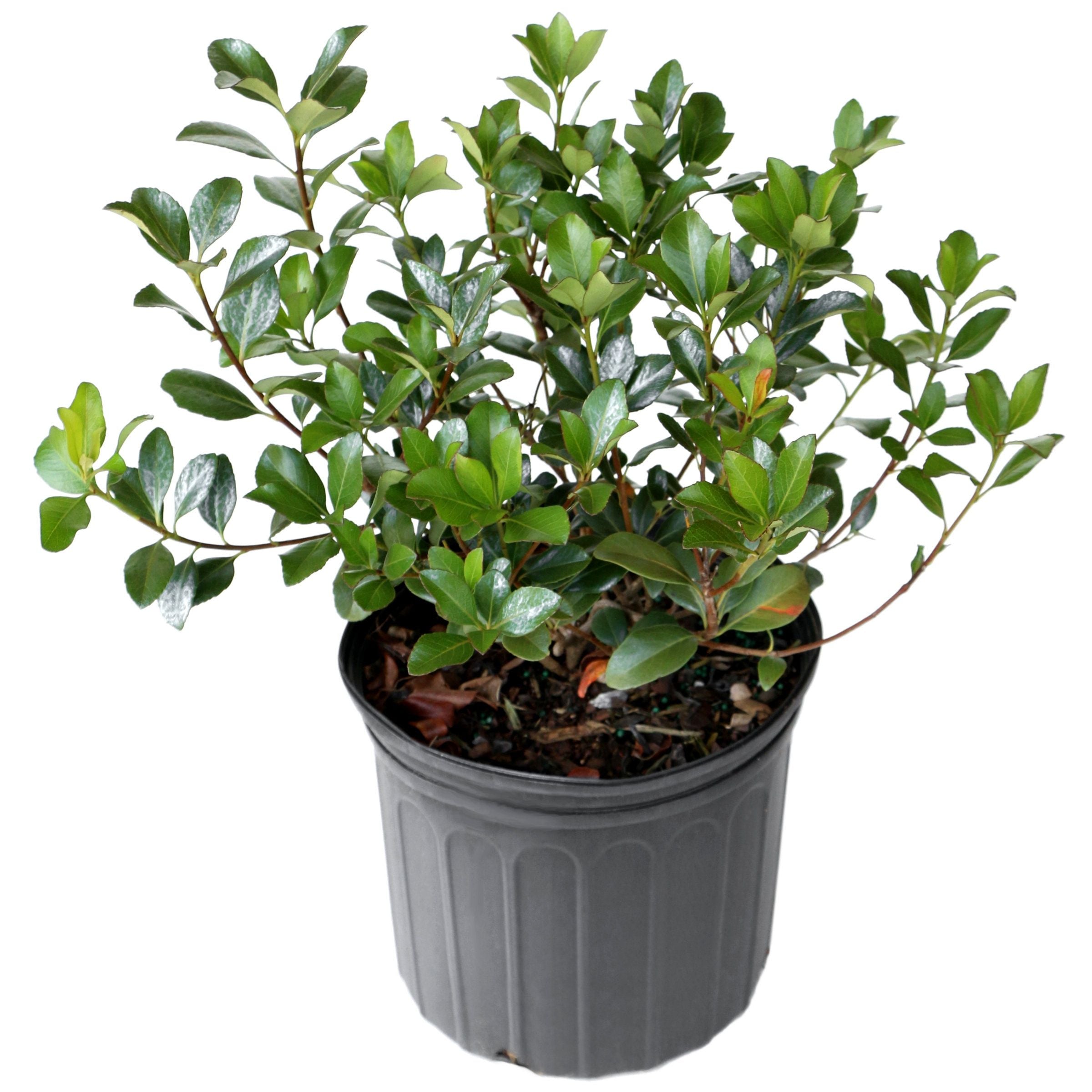 Rhaphiolepsis hybrida 'Pink Pearl' Shrub - 3 Gallon Pot