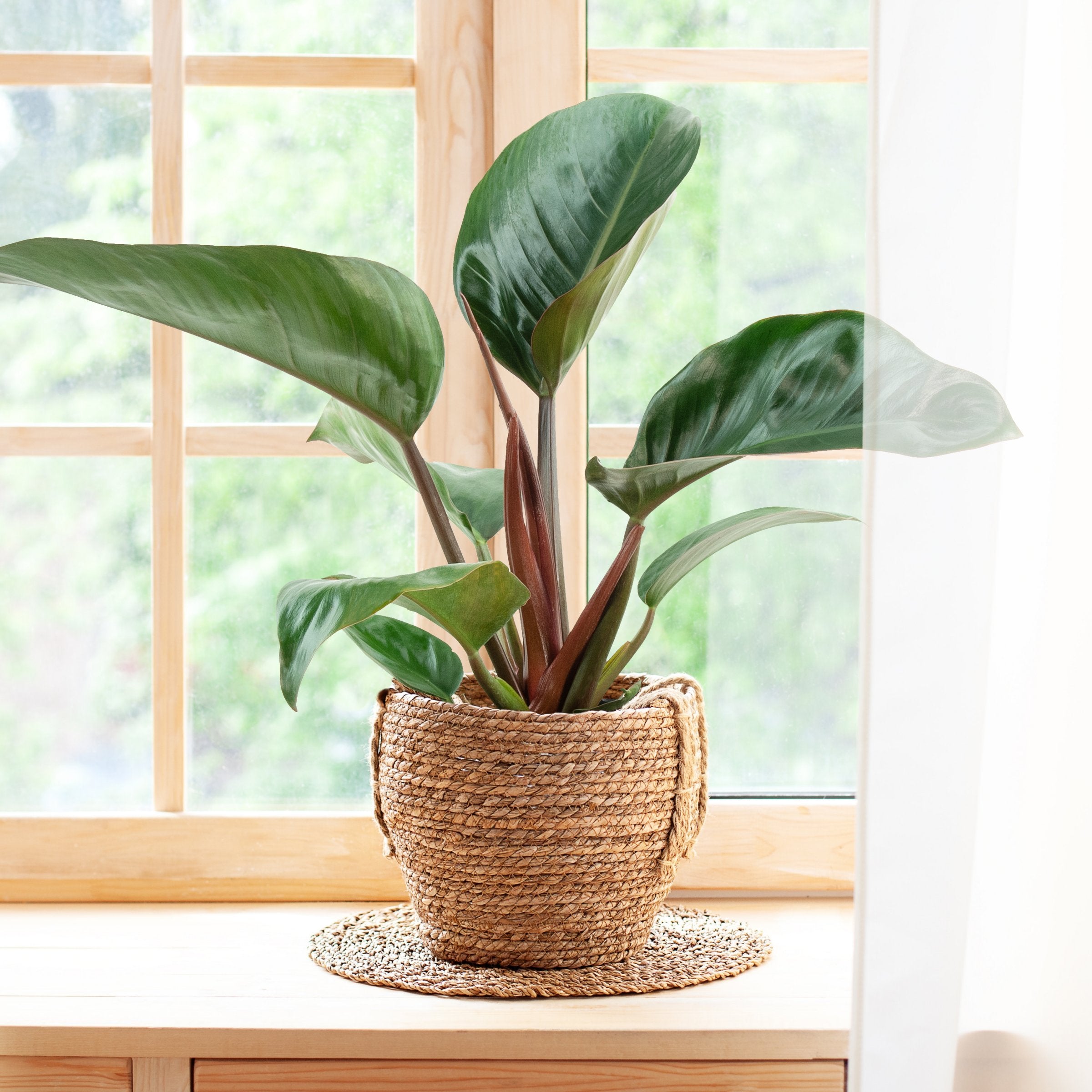 Cottage Farms Direct