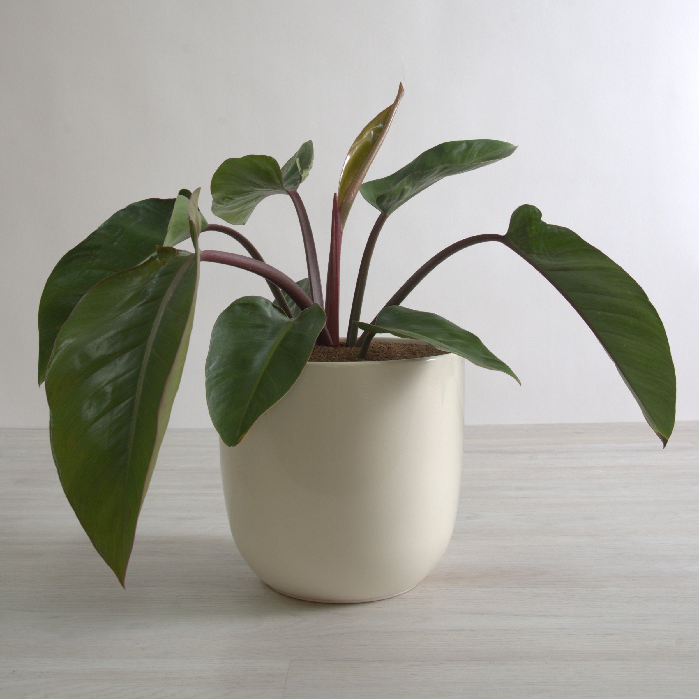 Cottage Farms Direct