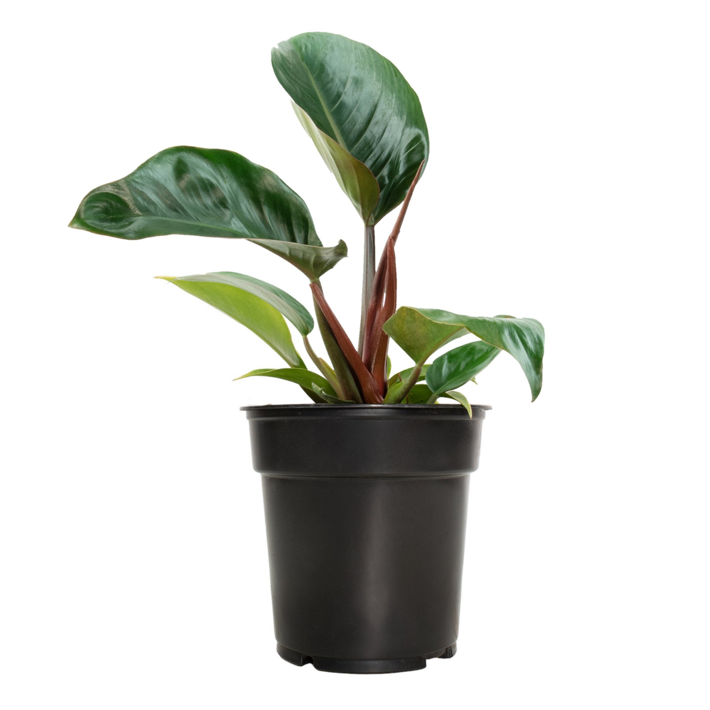 Cottage Farms Direct