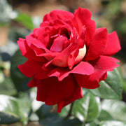 3-Piece Classic Rose Collection - Bare Root