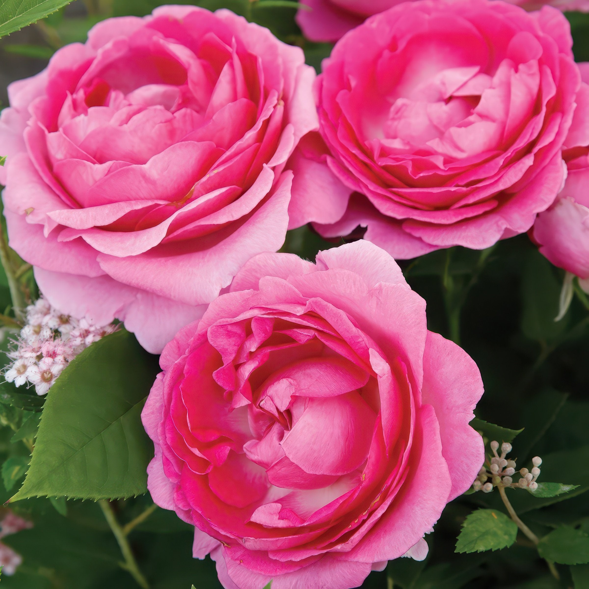 2 Piece Rosa, Rose Duo - Bare Root