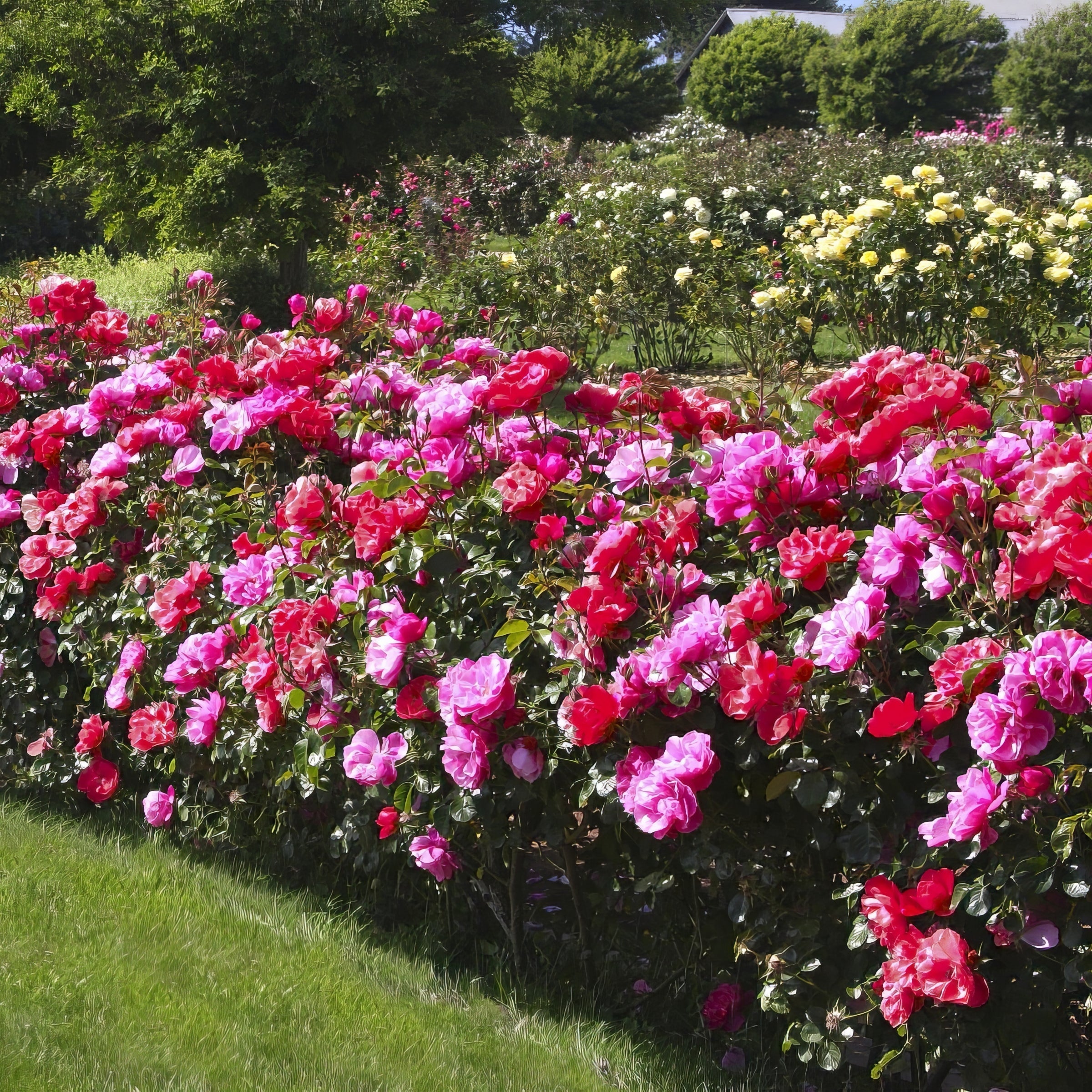 2-N-1 Freedom Rose Duo - 1 Gallon Pot