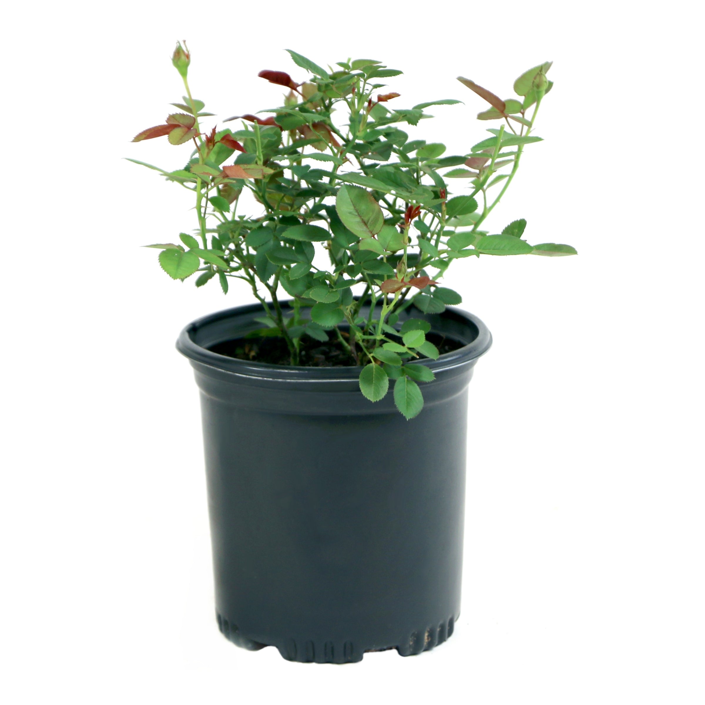 2-N-1 Freedom Rose Duo - 1 Gallon Pot