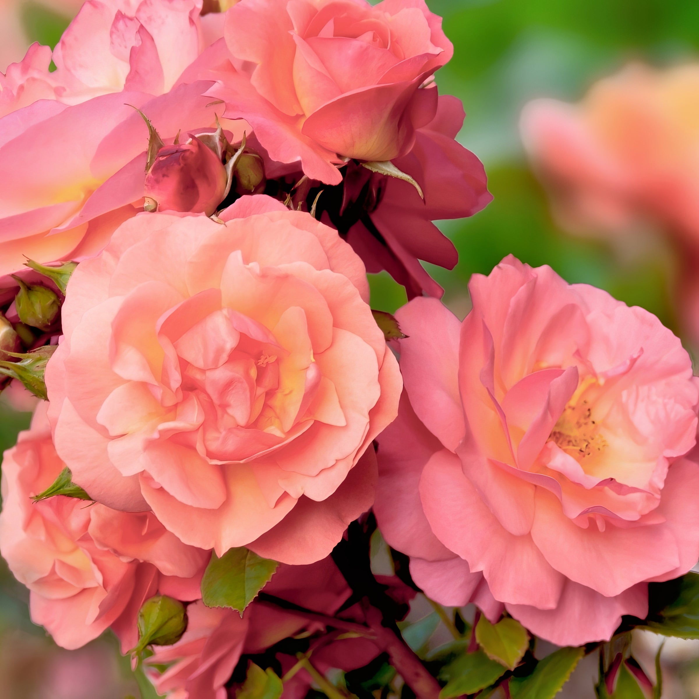 Cherish Rose - Bare Root