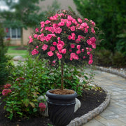 Double Pink Knock Out® Tree Rose - 24" Bare Root