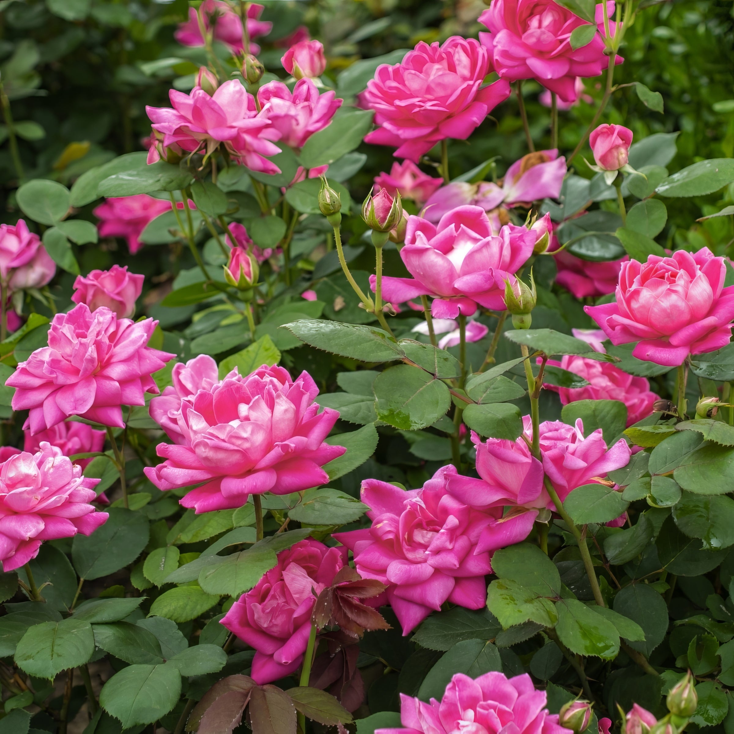 Double Pink Knock Out® Tree Rose - 24" Bare Root