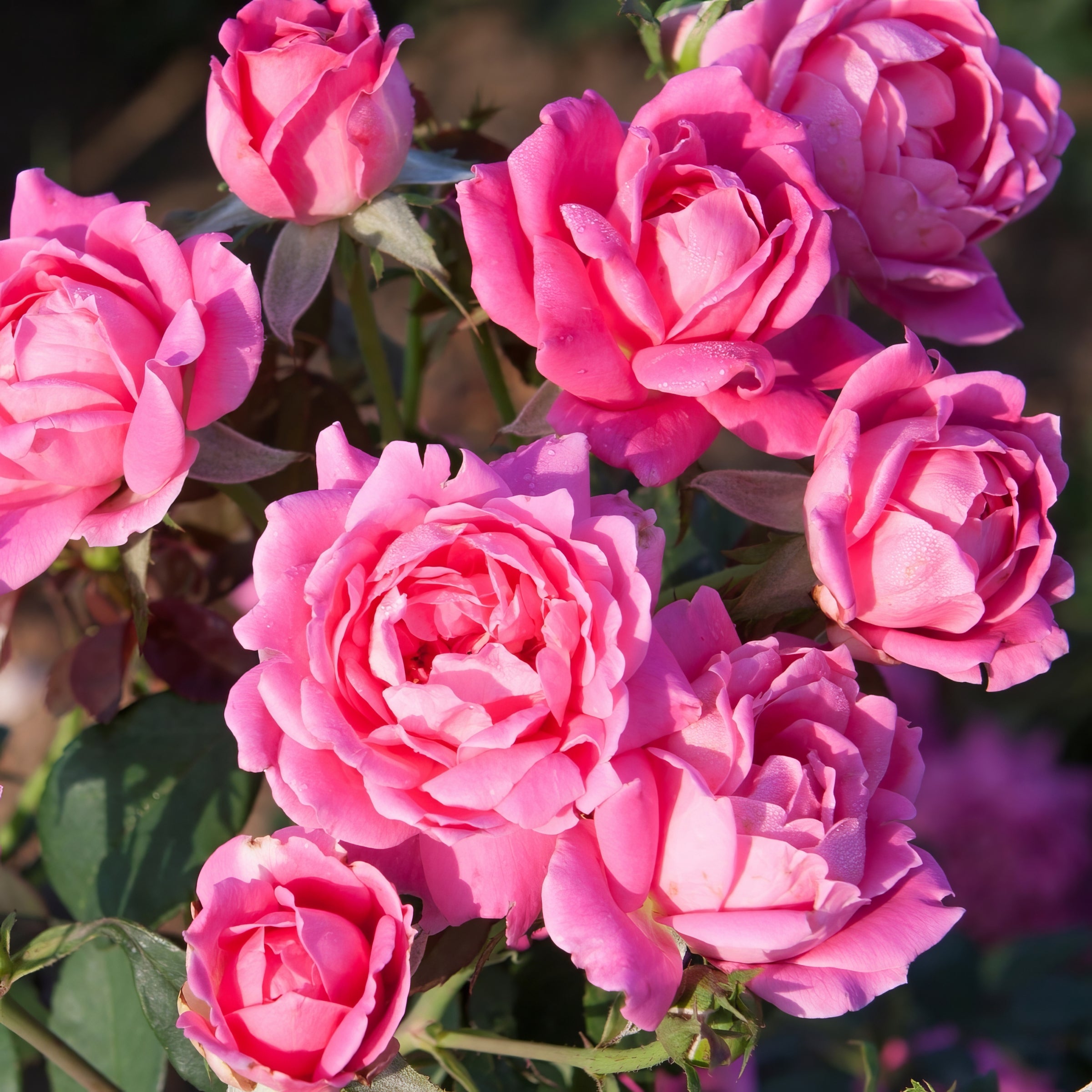 Double Pink Knock Out® Tree Rose - 24" Bare Root