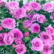 Lavender Jewel Mini Rose - 3.25" Pots