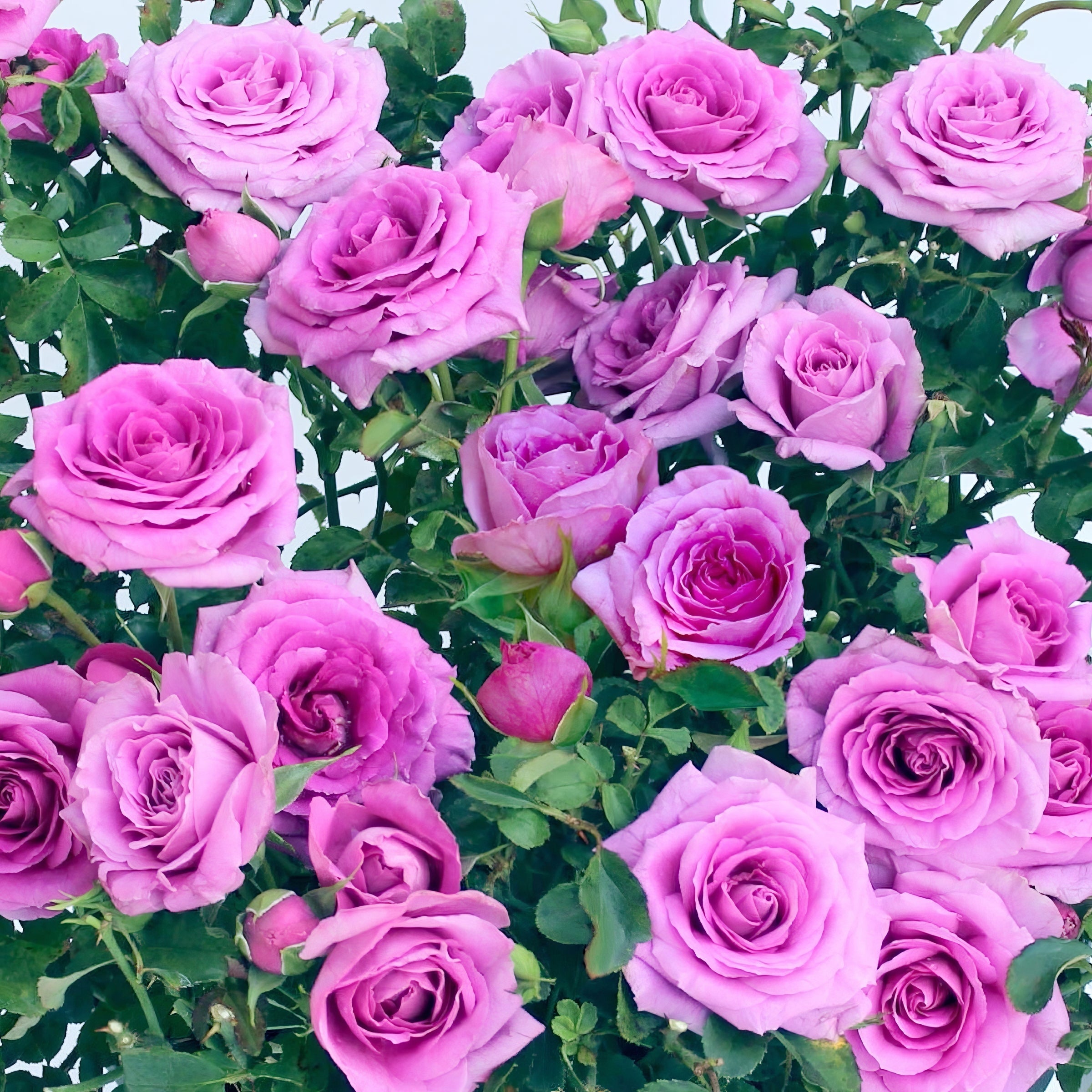 Lavender Jewel Mini Rose - 3.25" Pots