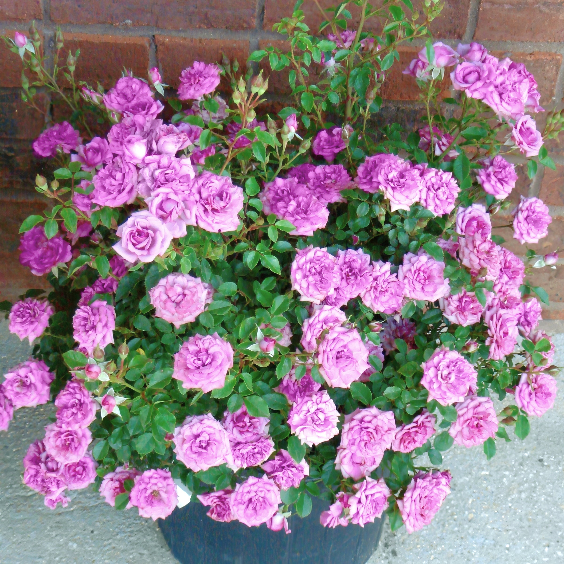 Lavender Jewel Mini Rose - 3.25" Pots
