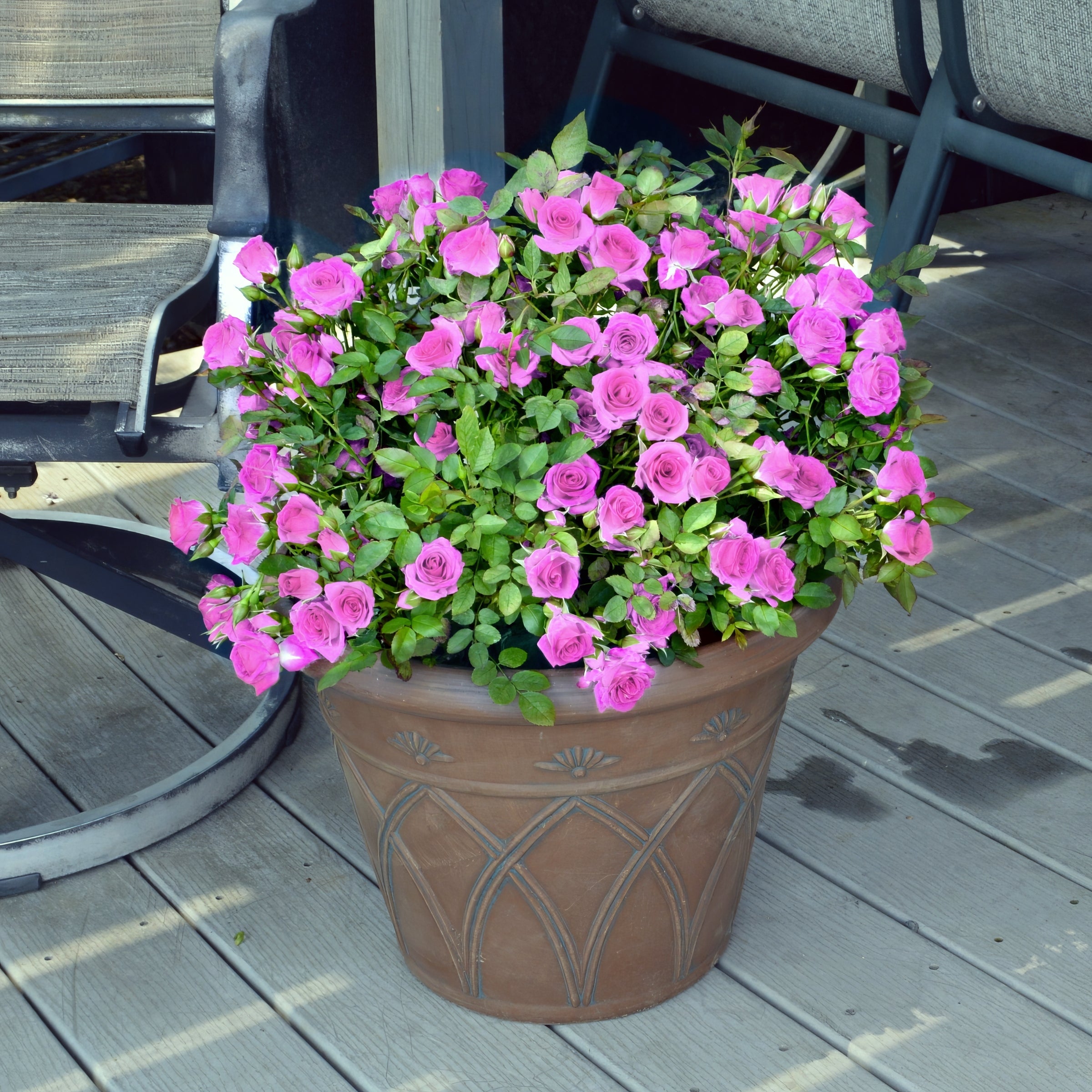 Lavender Jewel Mini Rose - 3.25" Pots