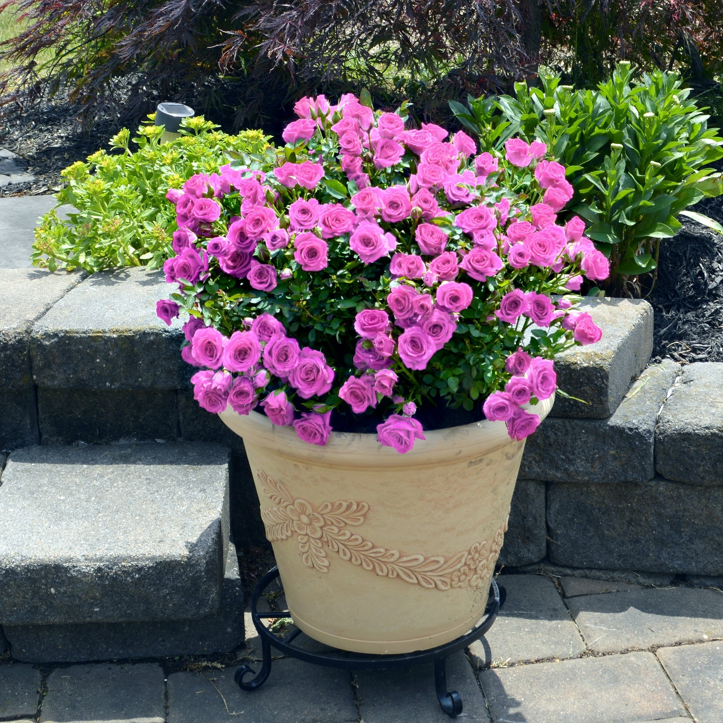 Lavender Jewel Mini Rose - 3.25" Pots