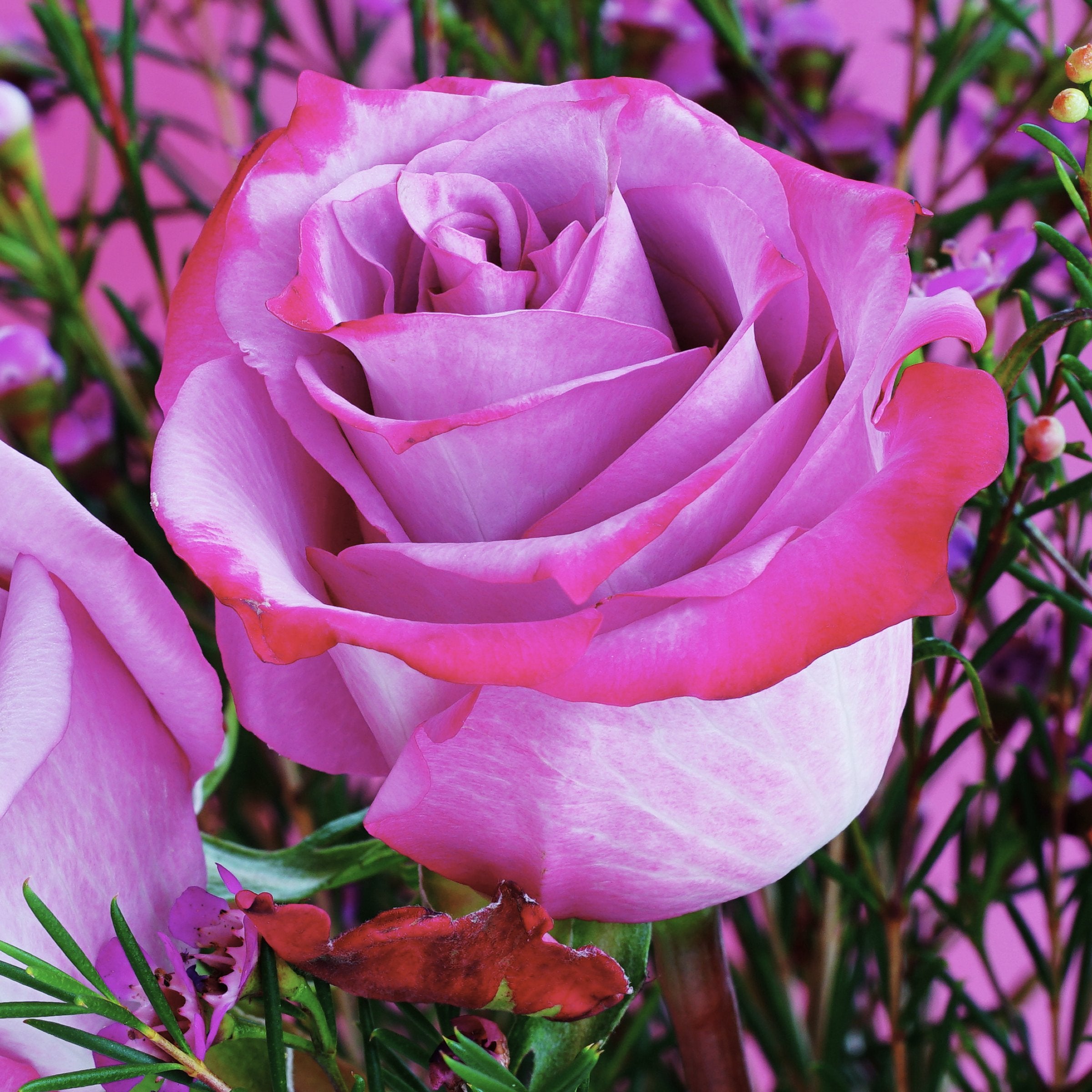 3-Piece Classic Rose Collection - Bare Root