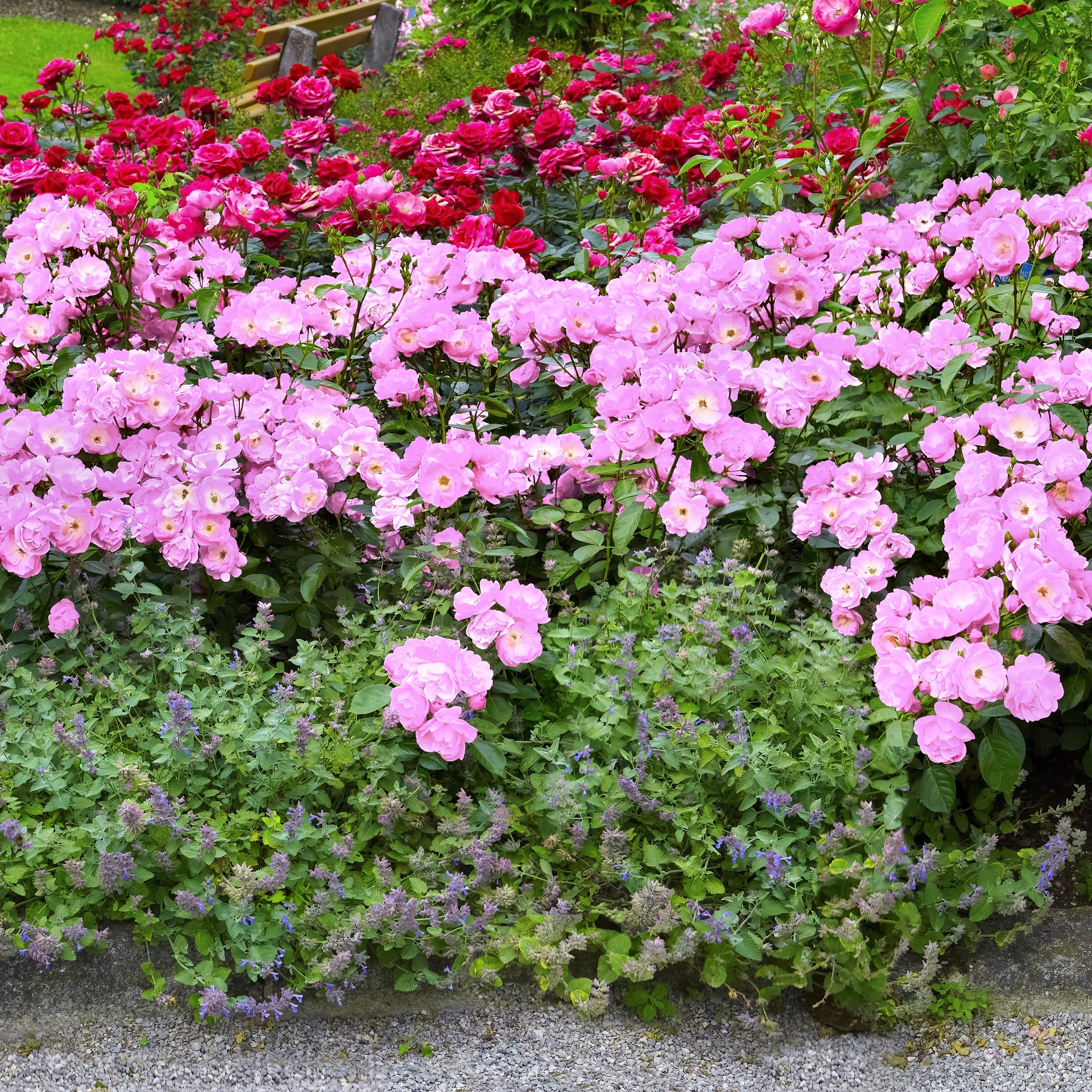 Rosa, Peachy Knock Out® Rose - 1 Gallon Pot (PICK UP SALE)