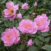 Rosa, Peachy Knock Out® Rose - 1 Gallon Pot (PICK UP SALE)